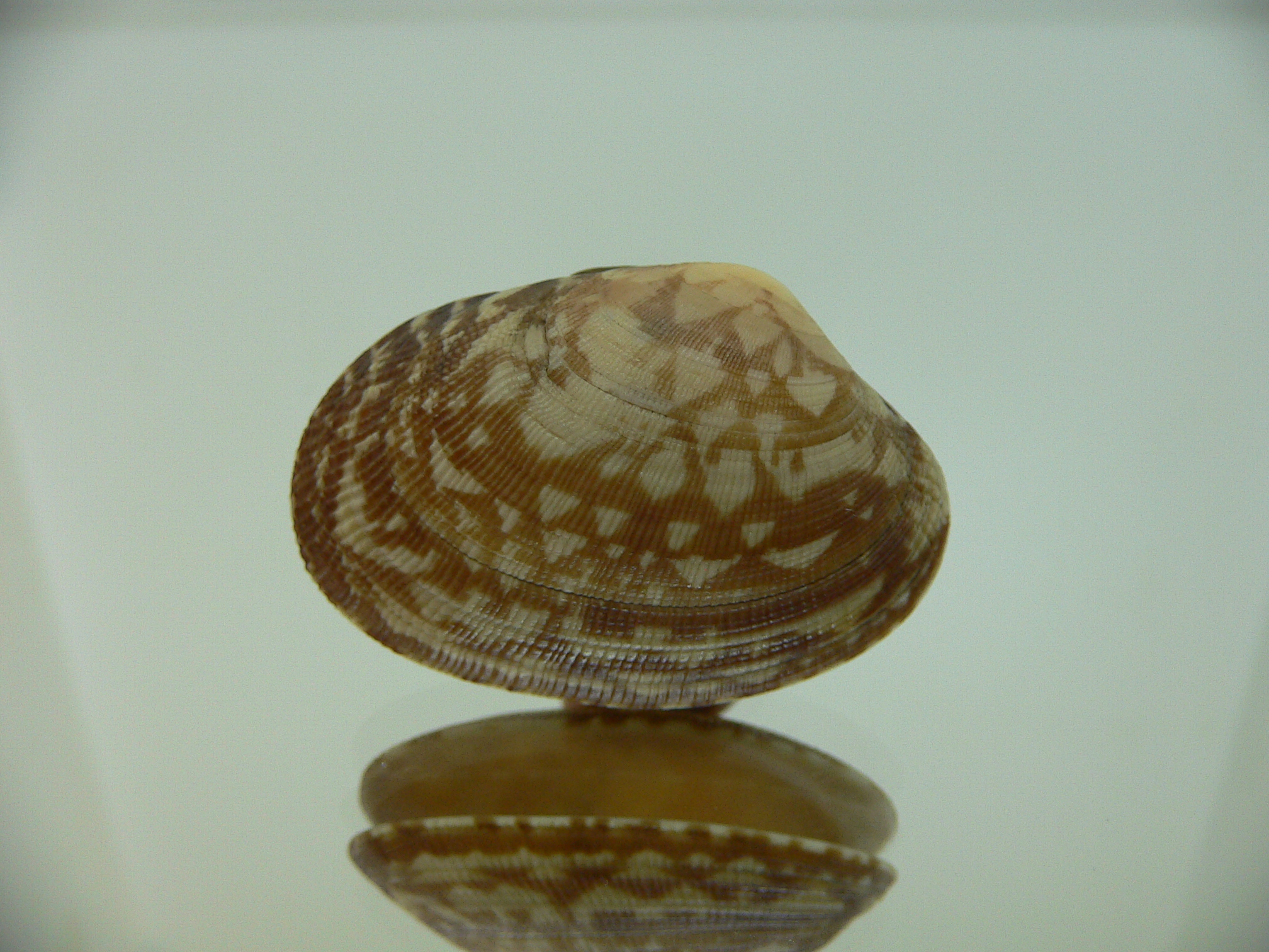 Venerupis aspera SUPER COLOR & OPEN