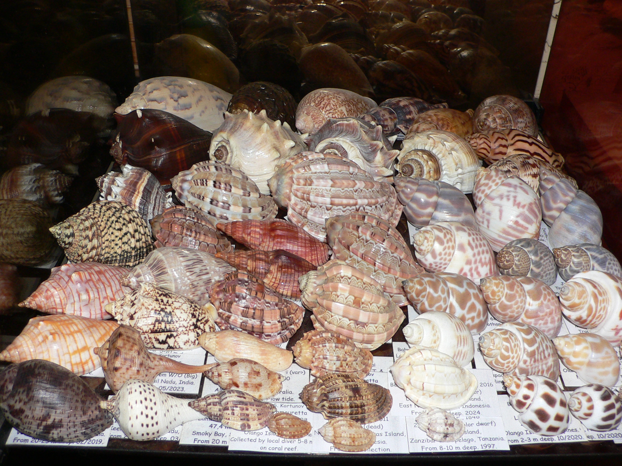 Babylonia spirata BIG