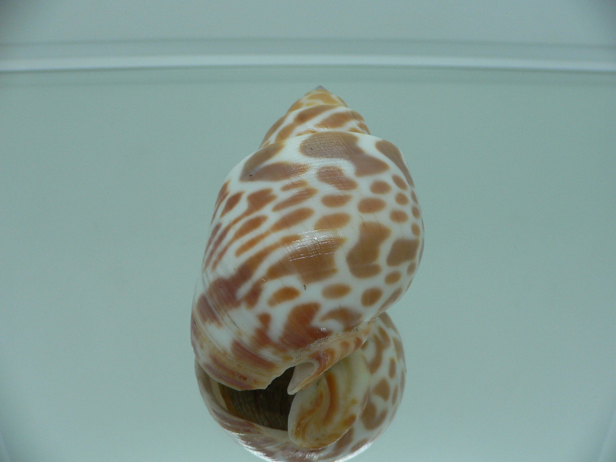 Babylonia spirata BIG