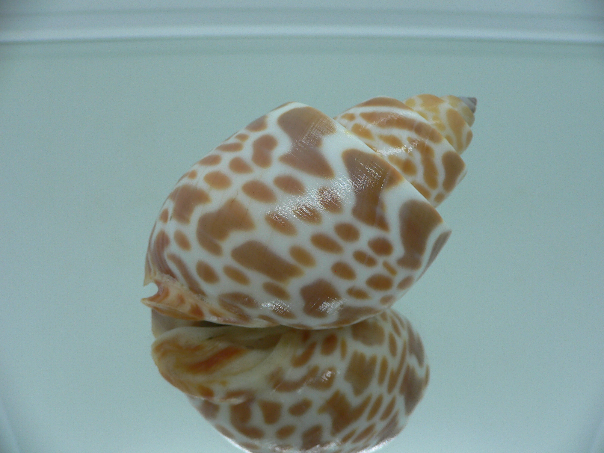 Babylonia spirata BIG