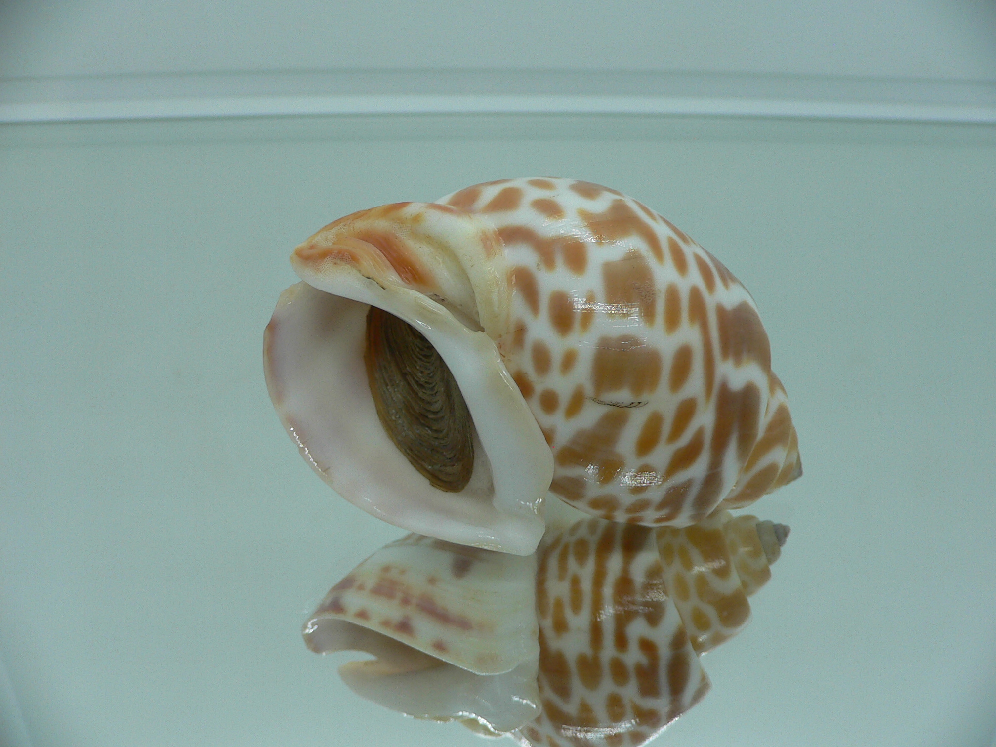 Babylonia spirata BIG