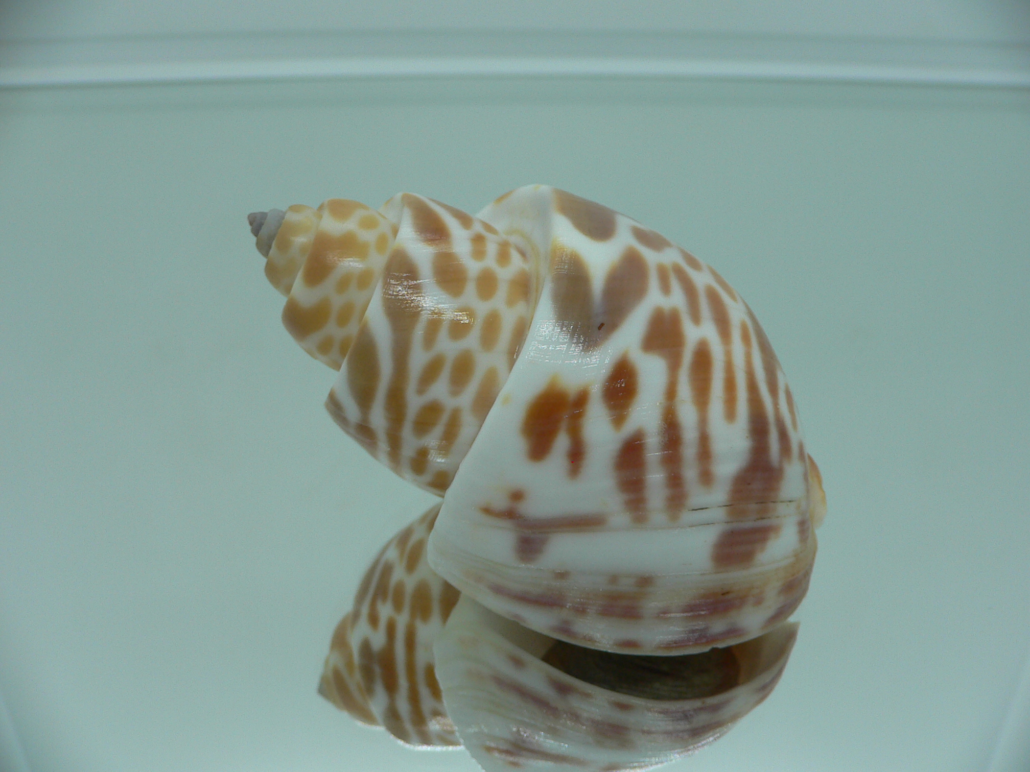 Babylonia spirata BIG