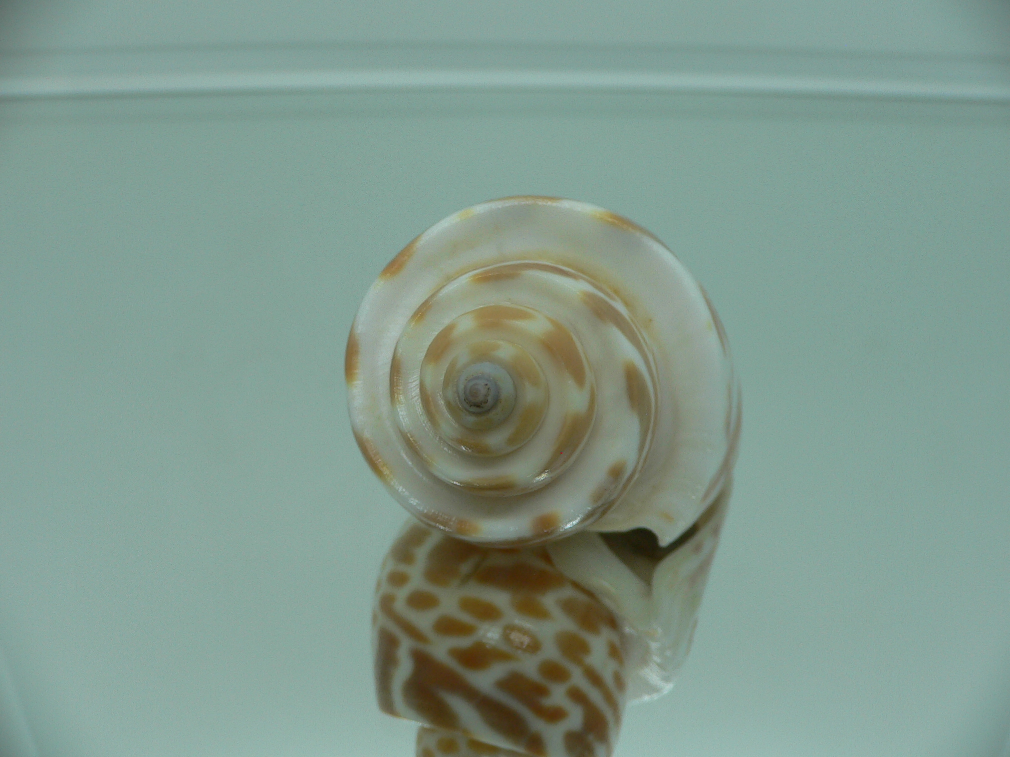 Babylonia spirata BIG