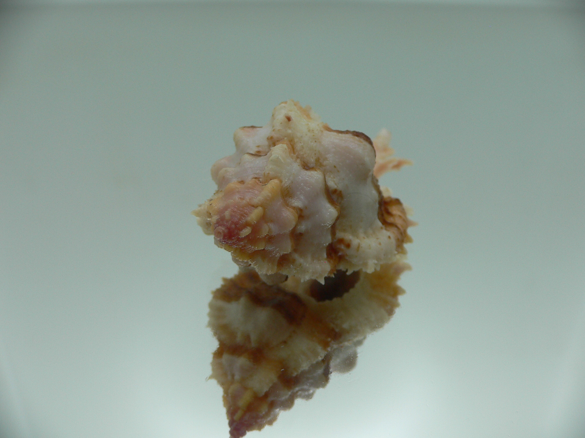 Chicomurex gloriosus BIG & SUPER STRIPED