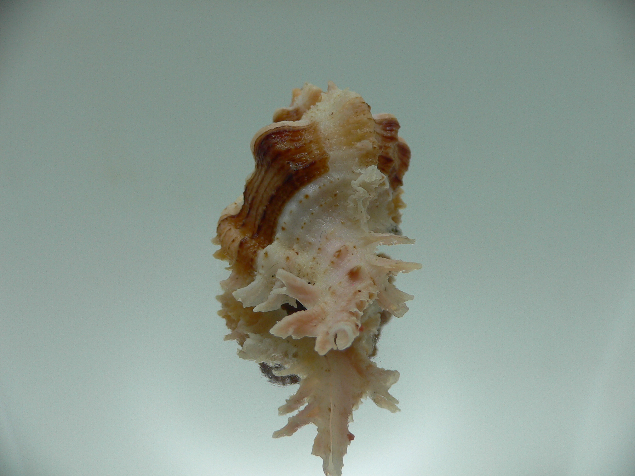 Chicomurex gloriosus BIG & SUPER STRIPED