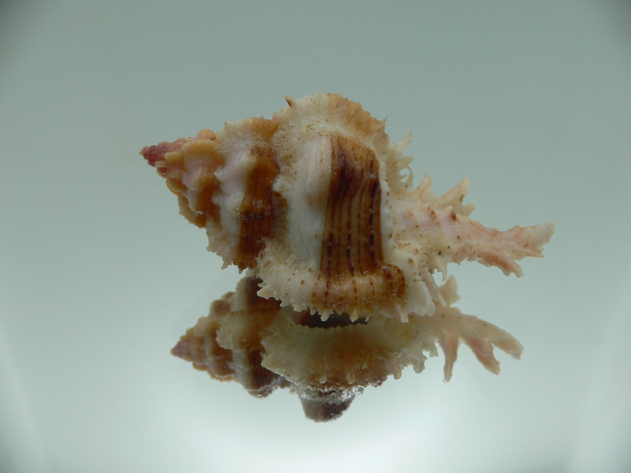 Chicomurex gloriosus BIG & SUPER STRIPED