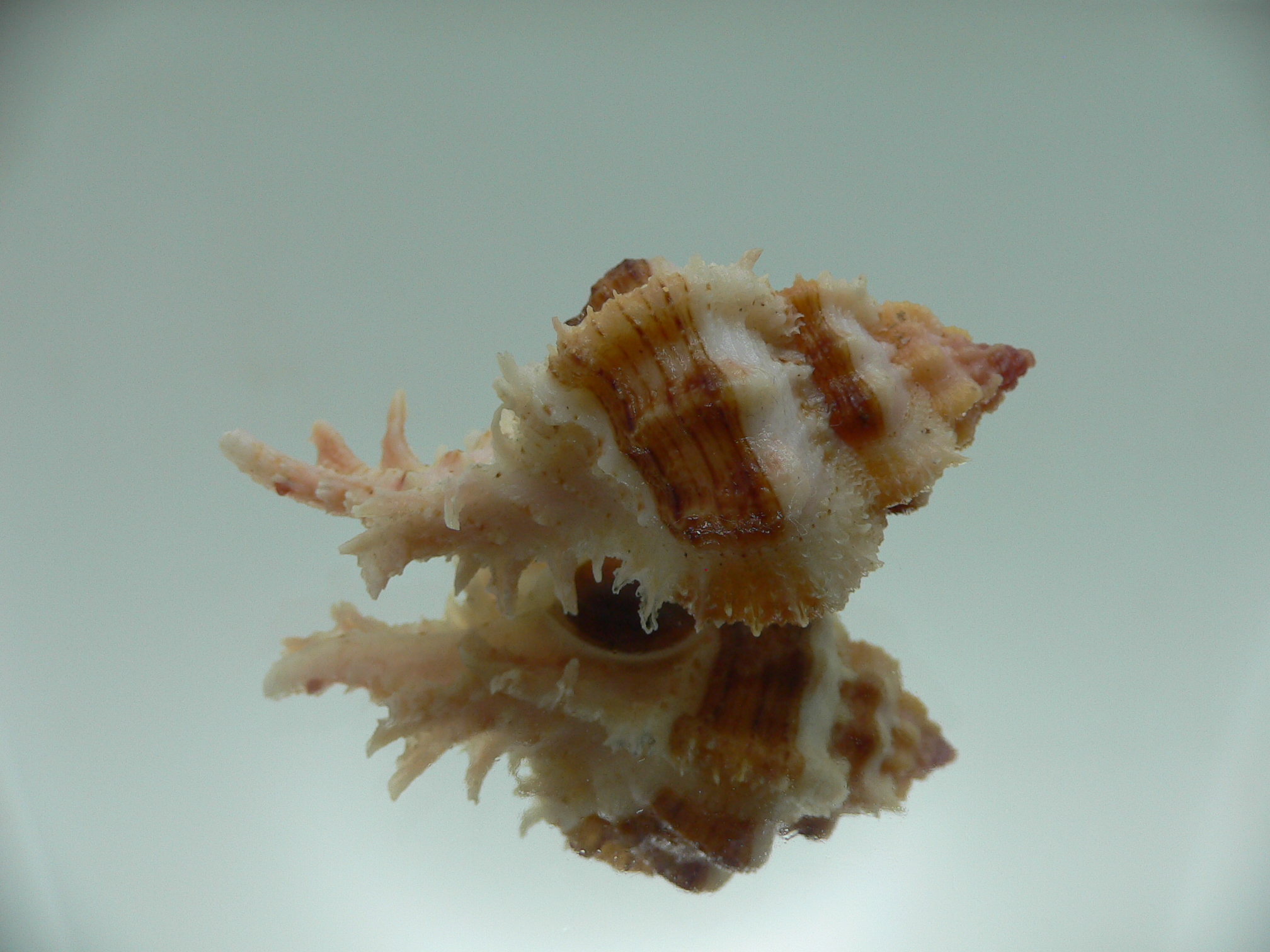 Chicomurex gloriosus BIG & SUPER STRIPED