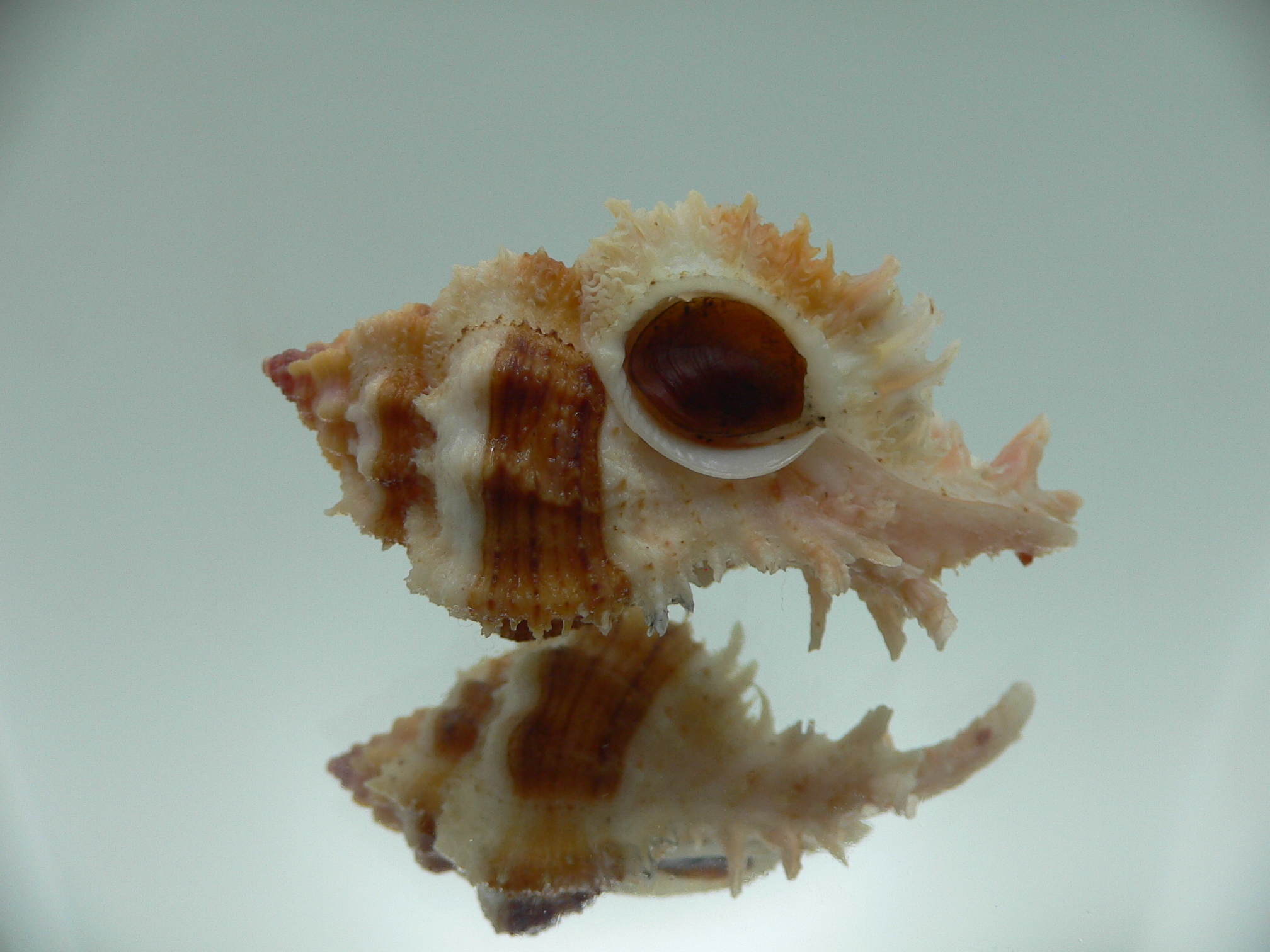 Chicomurex gloriosus BIG & SUPER STRIPED