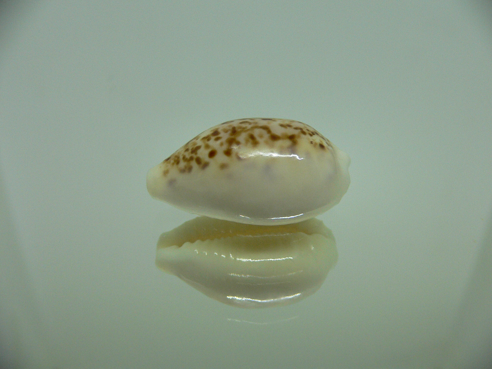 Cypraea coxeni hypercallosa BIG & SUPER