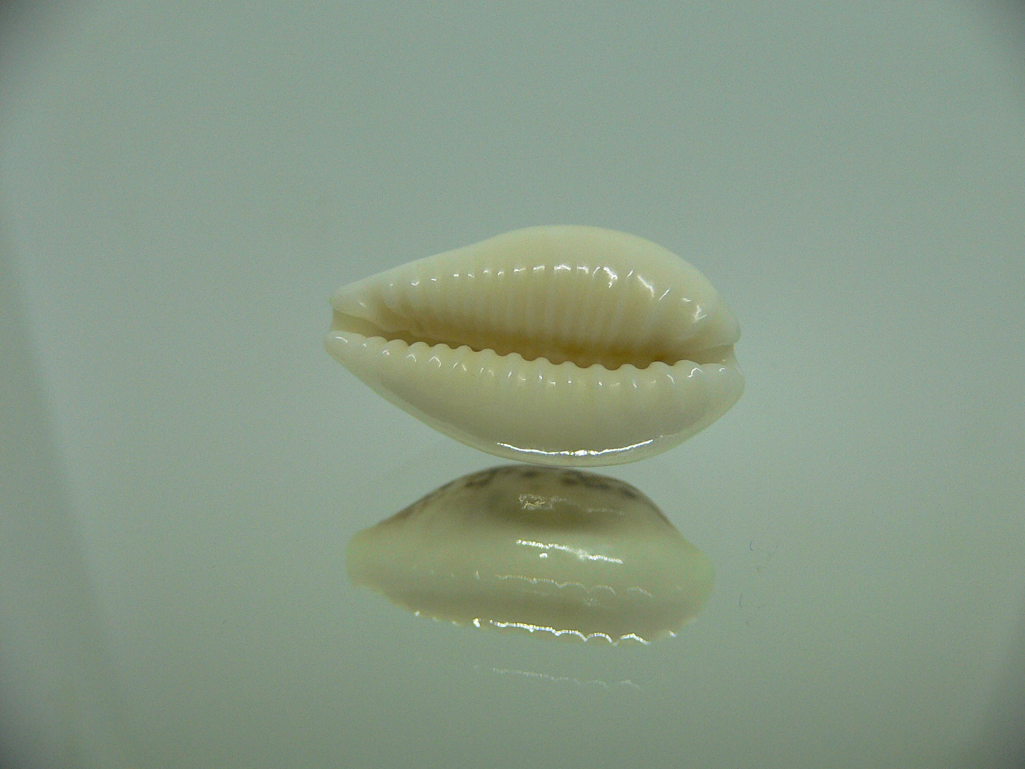Cypraea coxeni hypercallosa BIG & SUPER