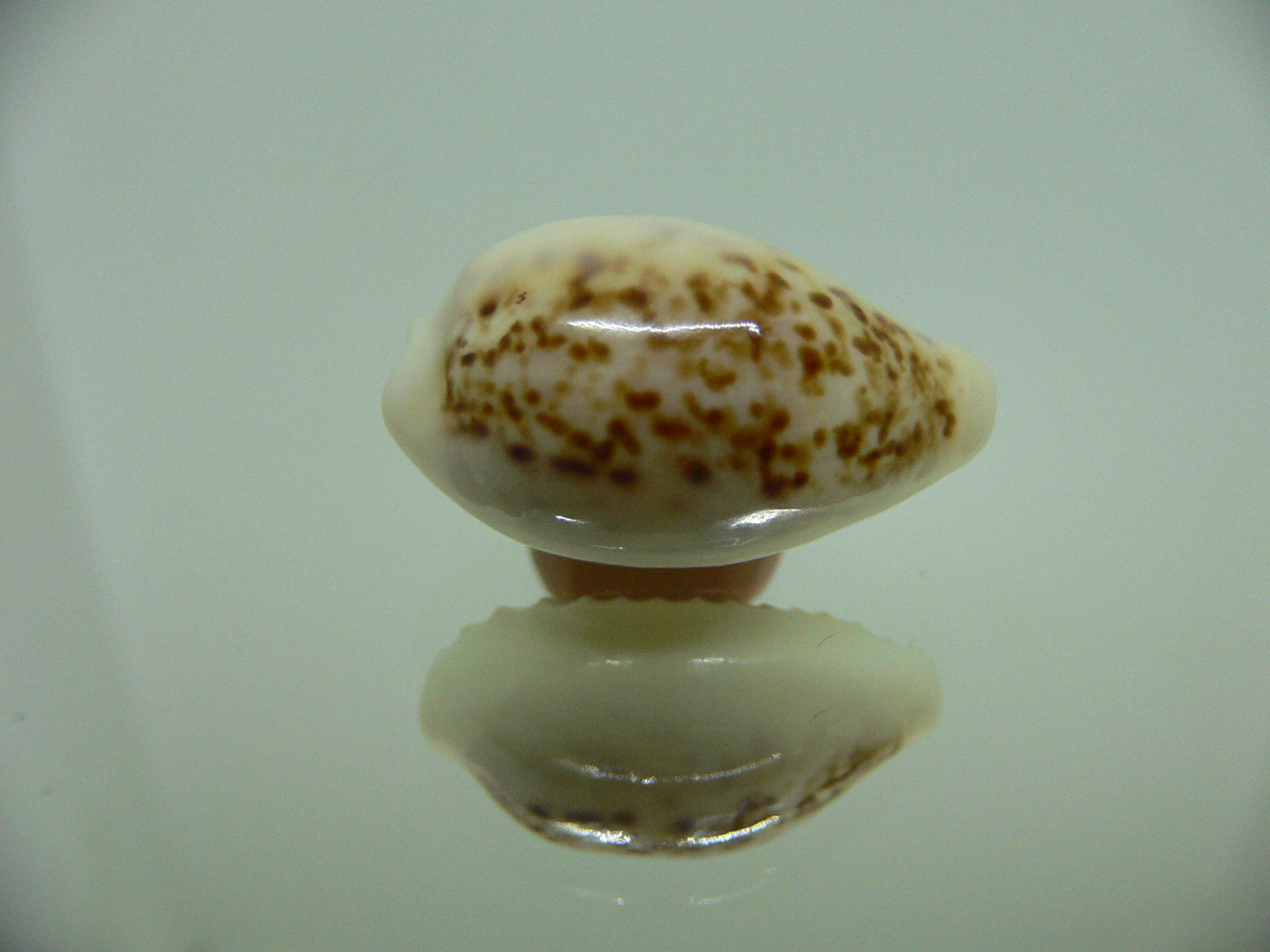 Cypraea coxeni hypercallosa BIG & SUPER