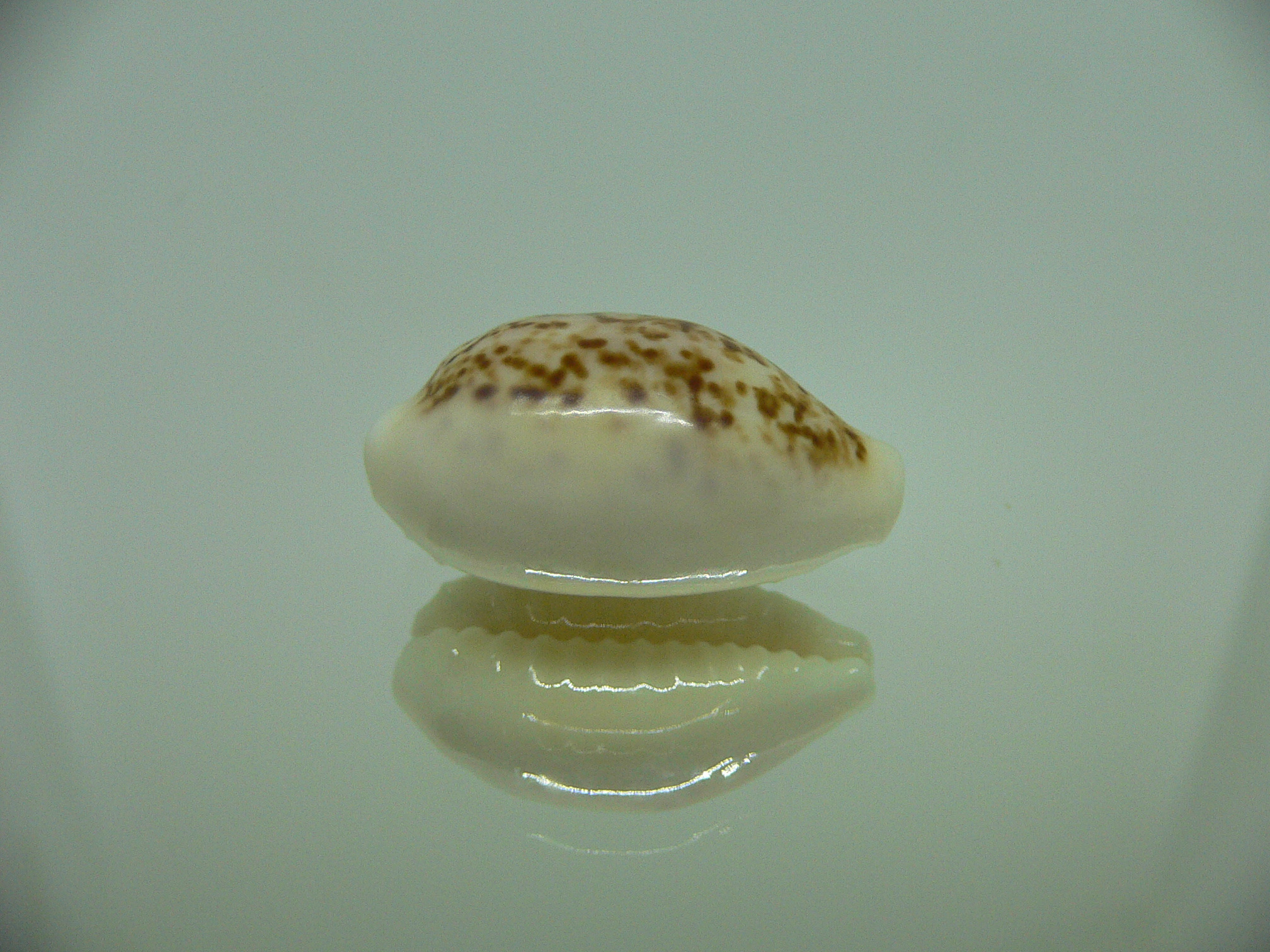 Cypraea coxeni hypercallosa BIG & SUPER