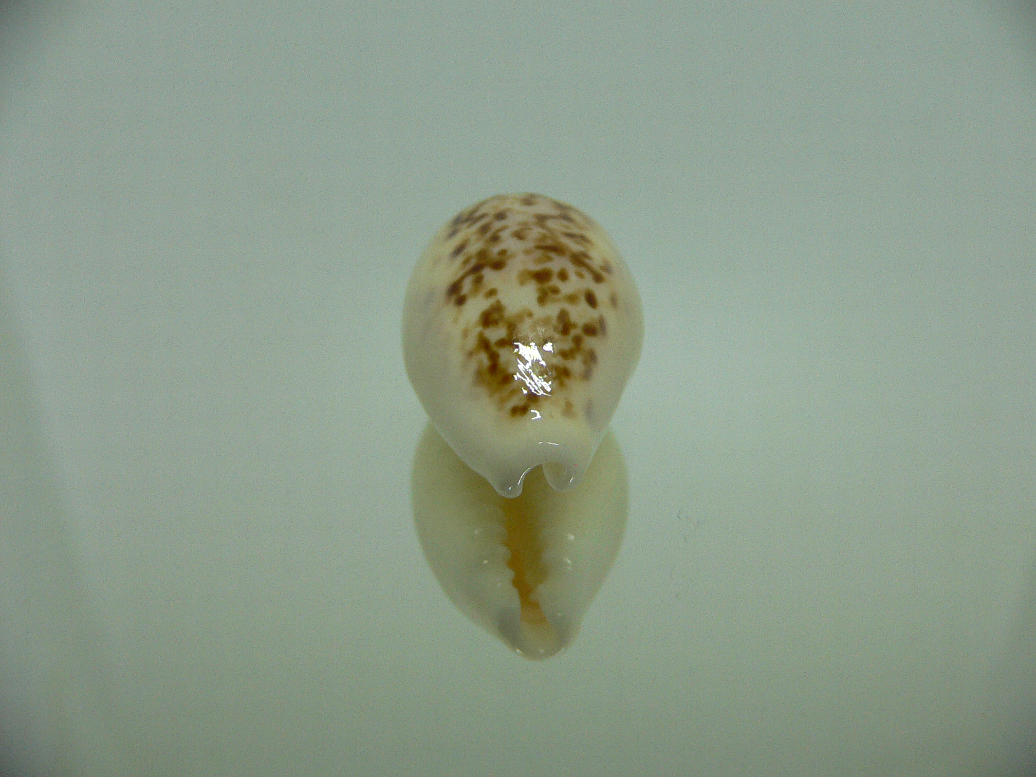 Cypraea coxeni hypercallosa BIG & SUPER