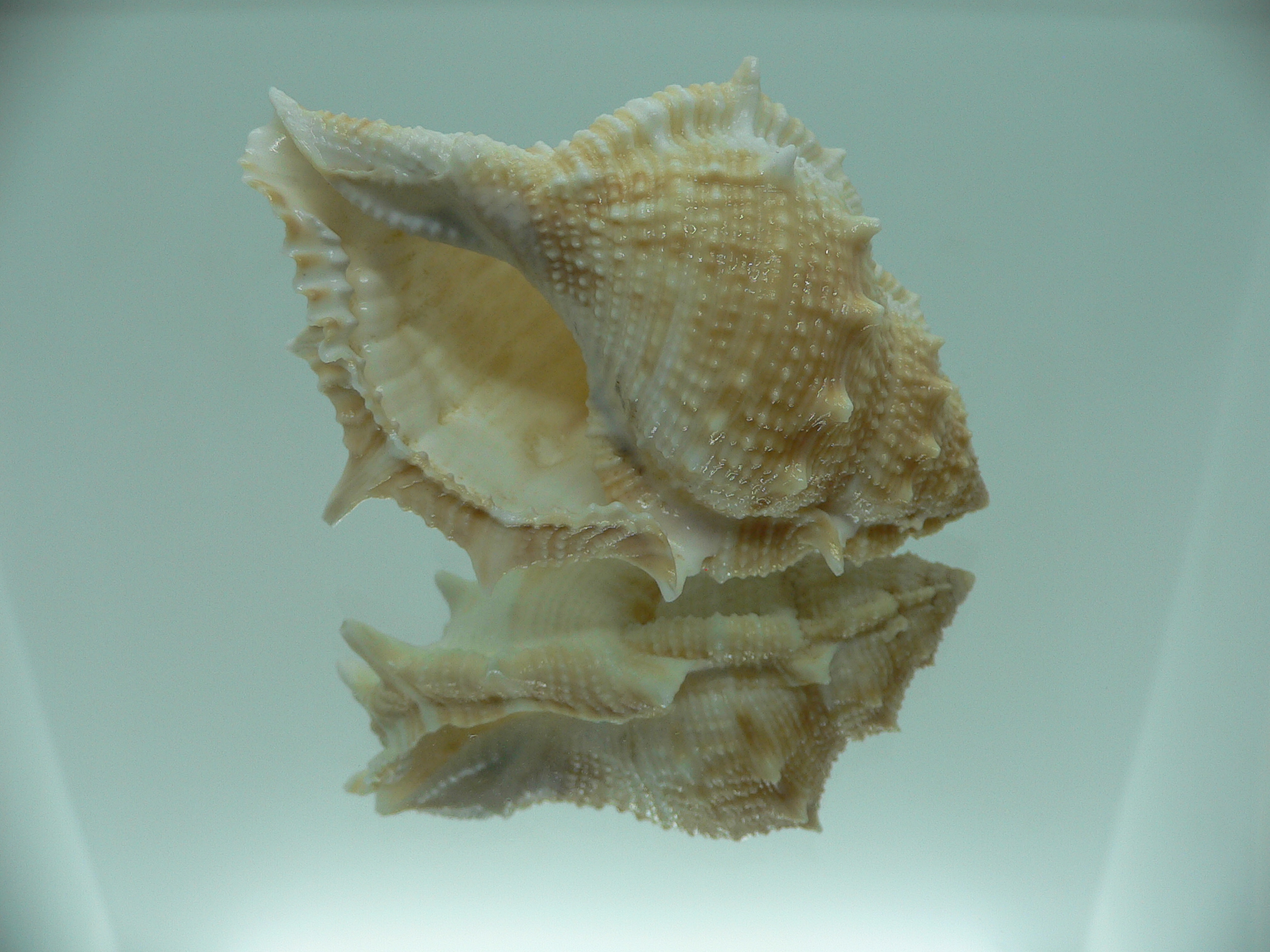 Bufonaria rana BIG SPIKES