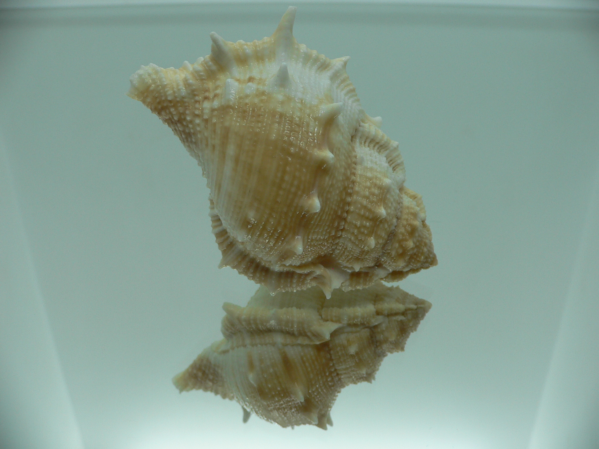 Bufonaria rana BIG SPIKES