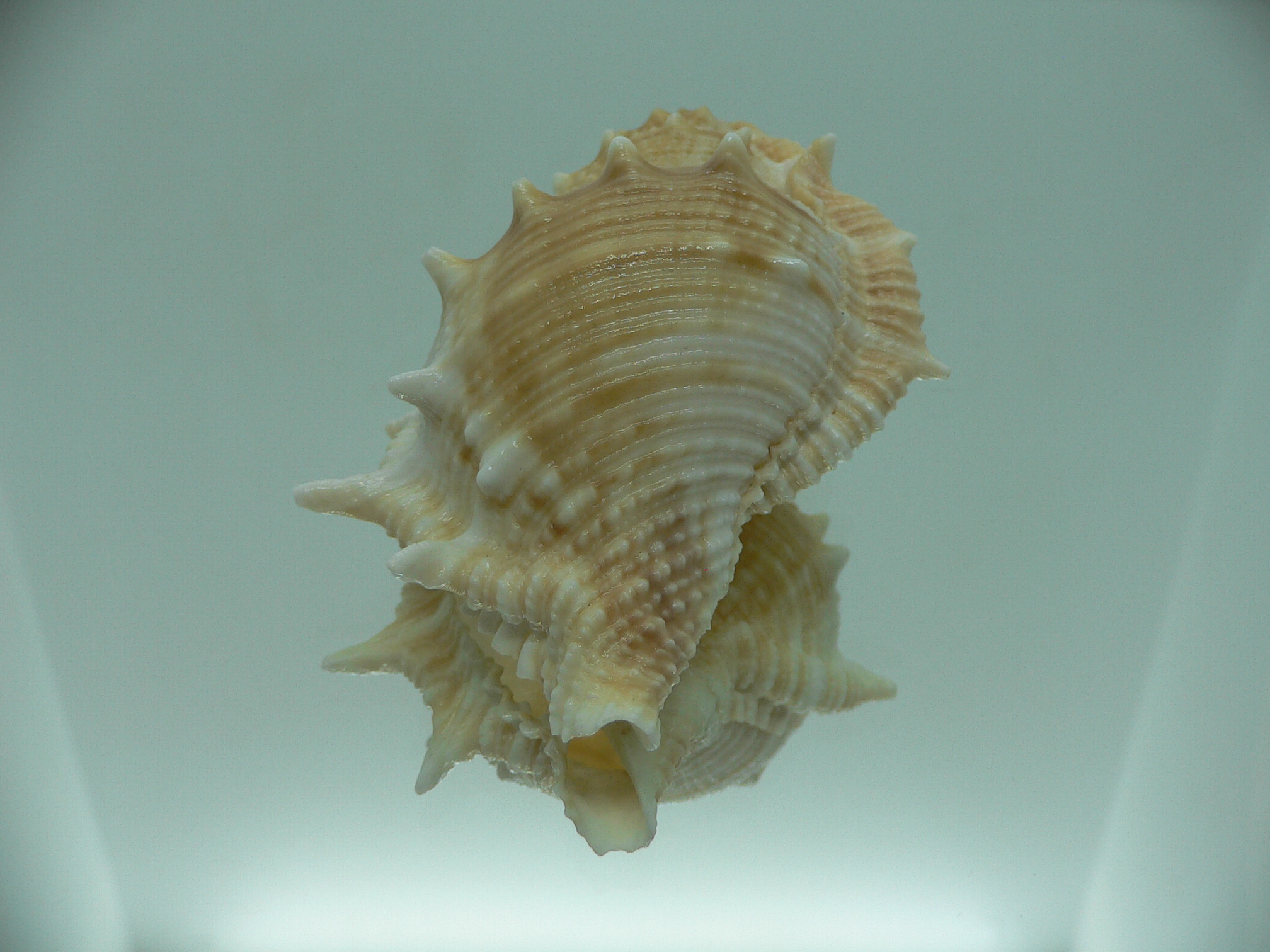 Bufonaria rana BIG SPIKES