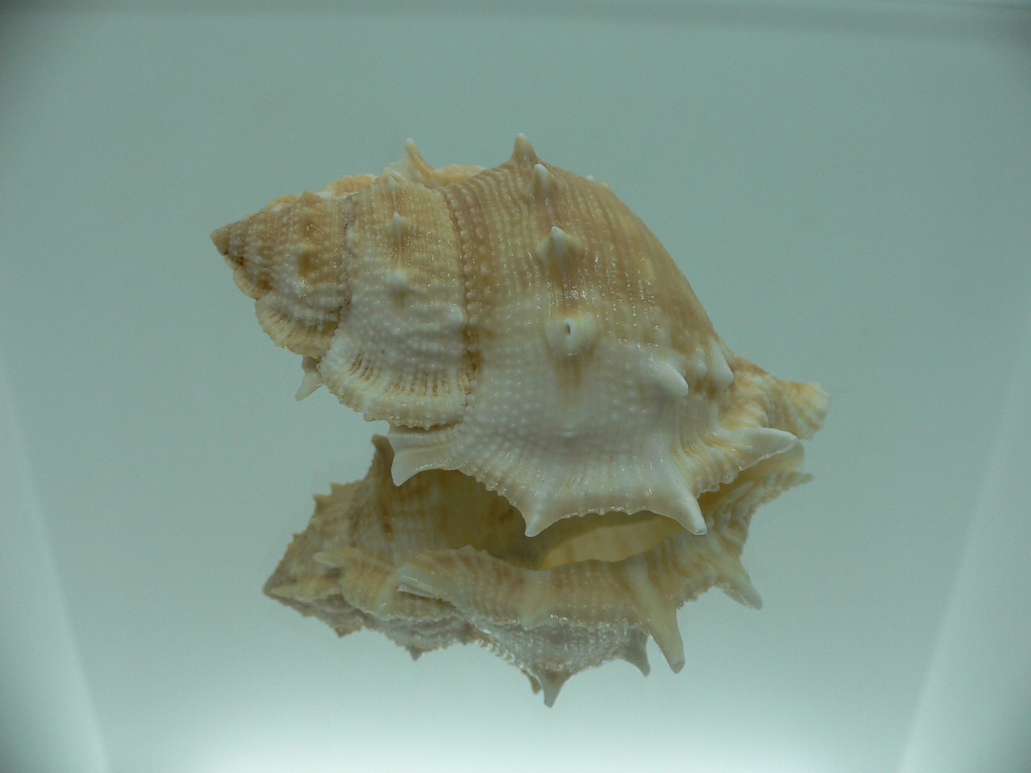 Bufonaria rana BIG SPIKES