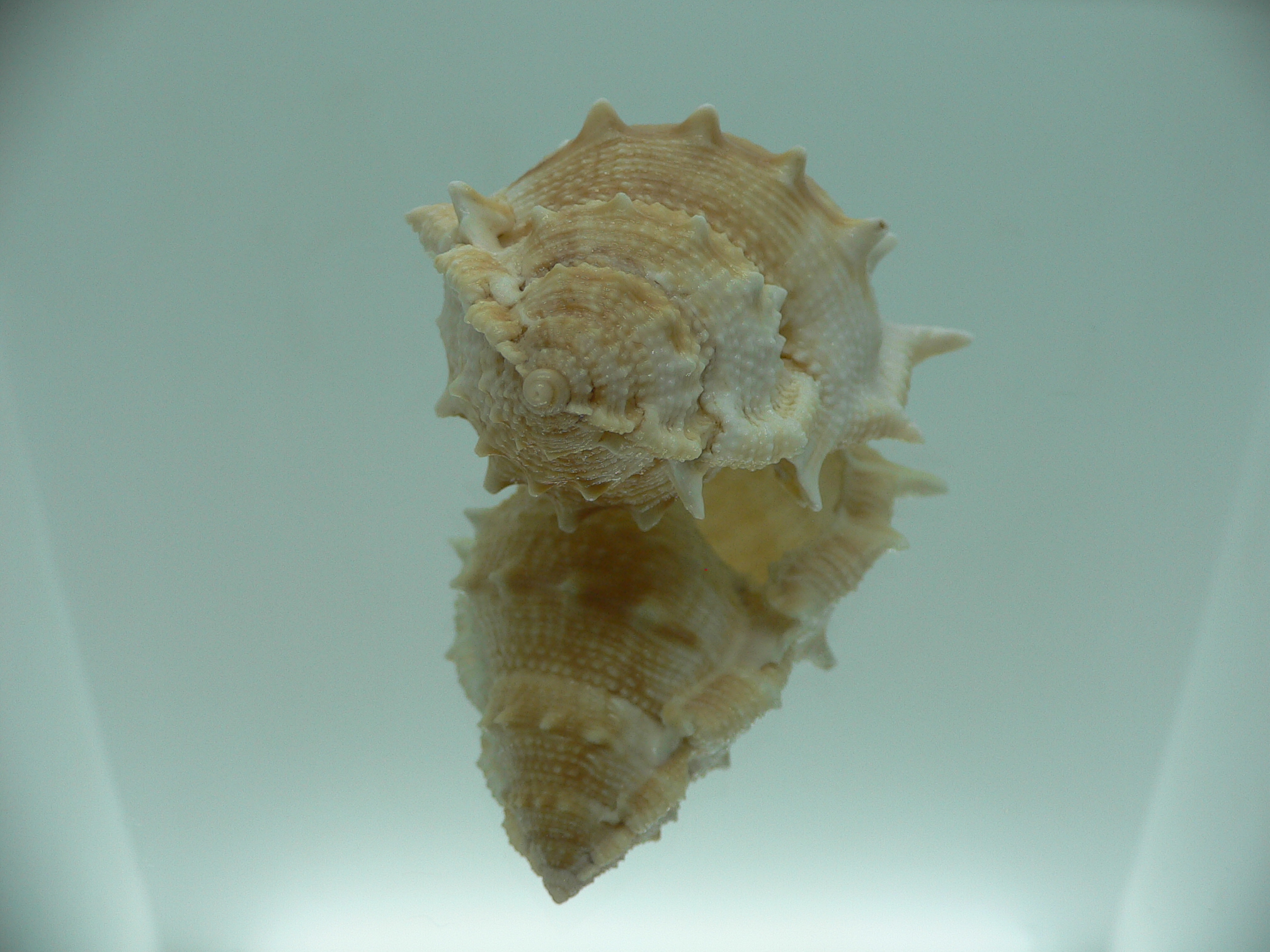 Bufonaria rana BIG SPIKES