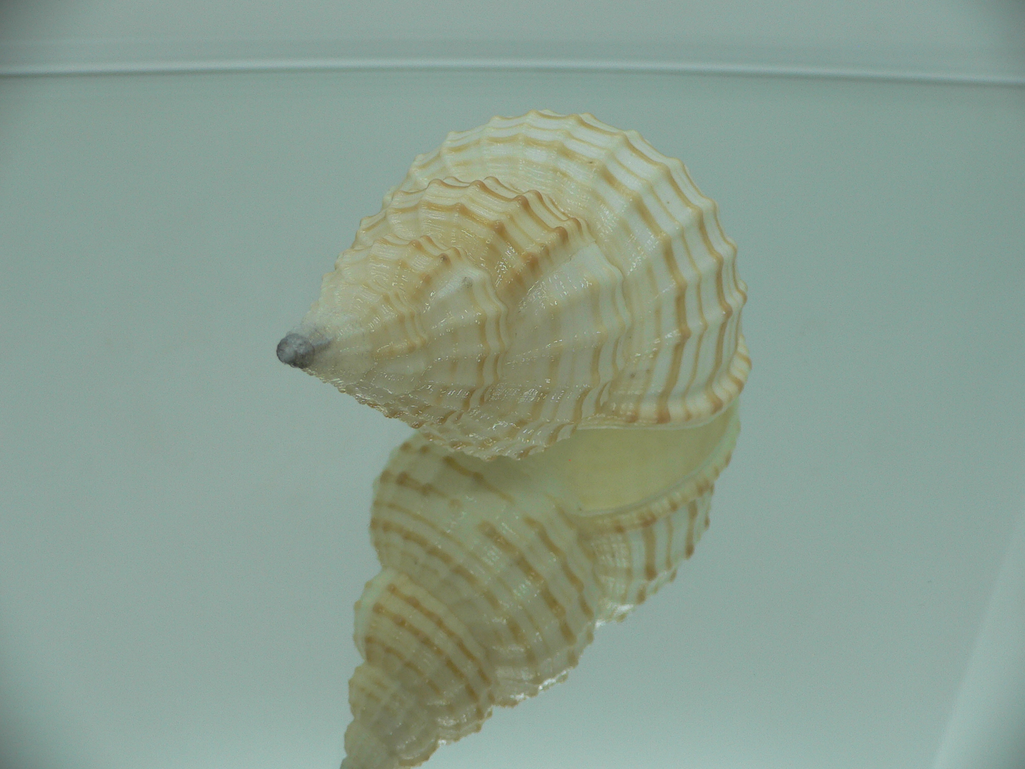 Fusitriton galea GOOD SIZE & STRIPES
