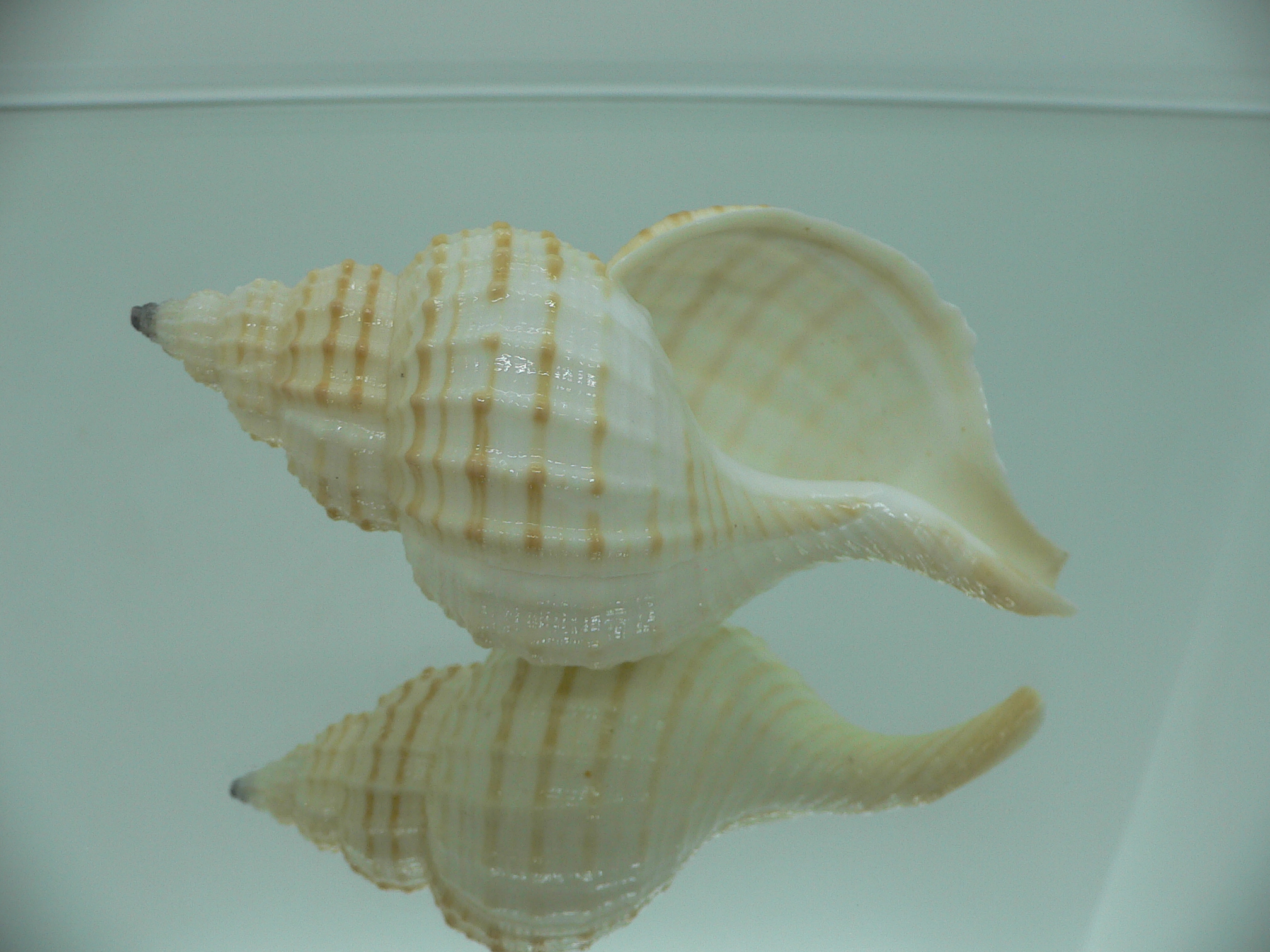 Fusitriton galea GOOD SIZE & STRIPES