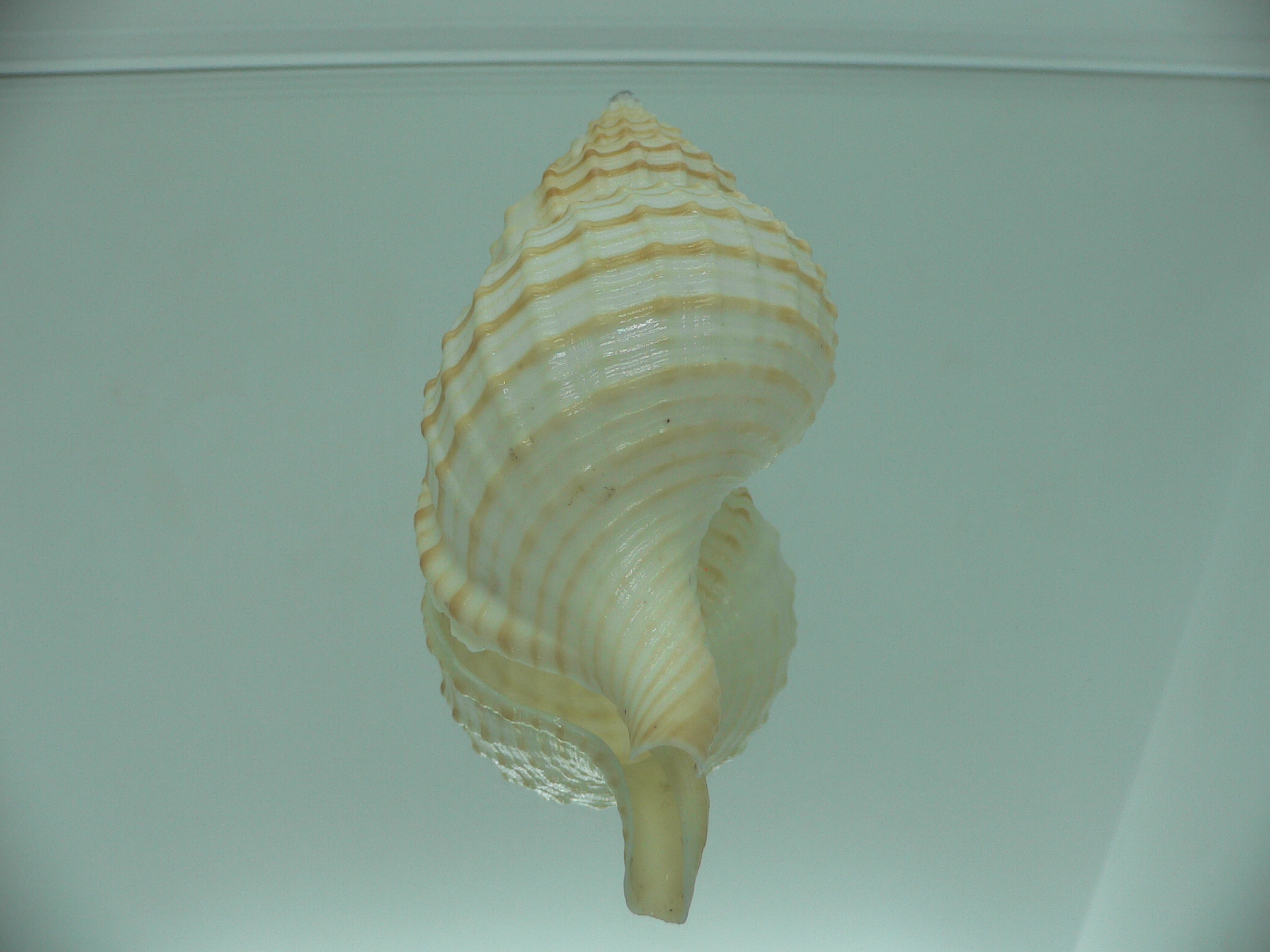 Fusitriton galea GOOD SIZE & STRIPES