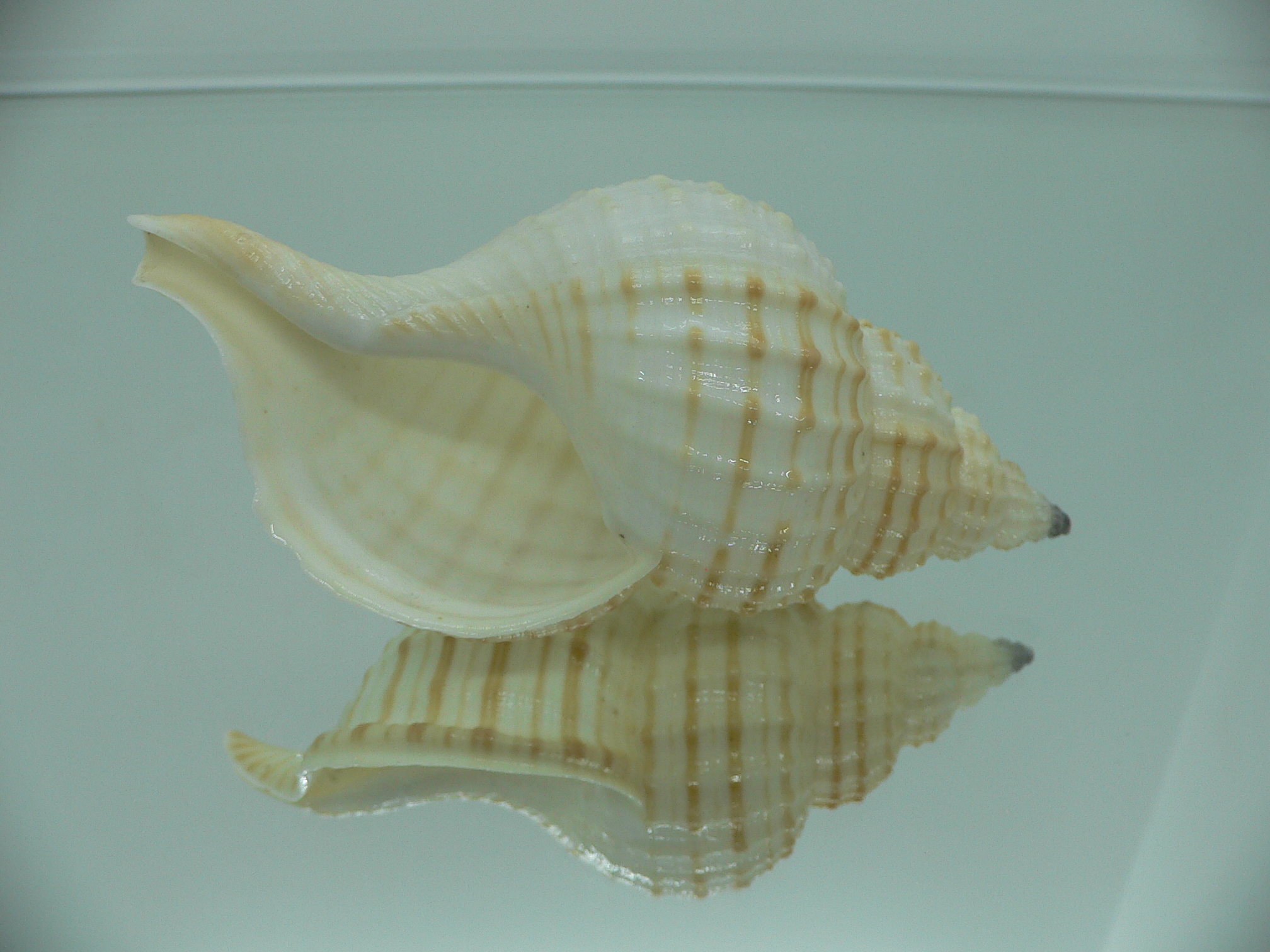 Fusitriton galea GOOD SIZE & STRIPES