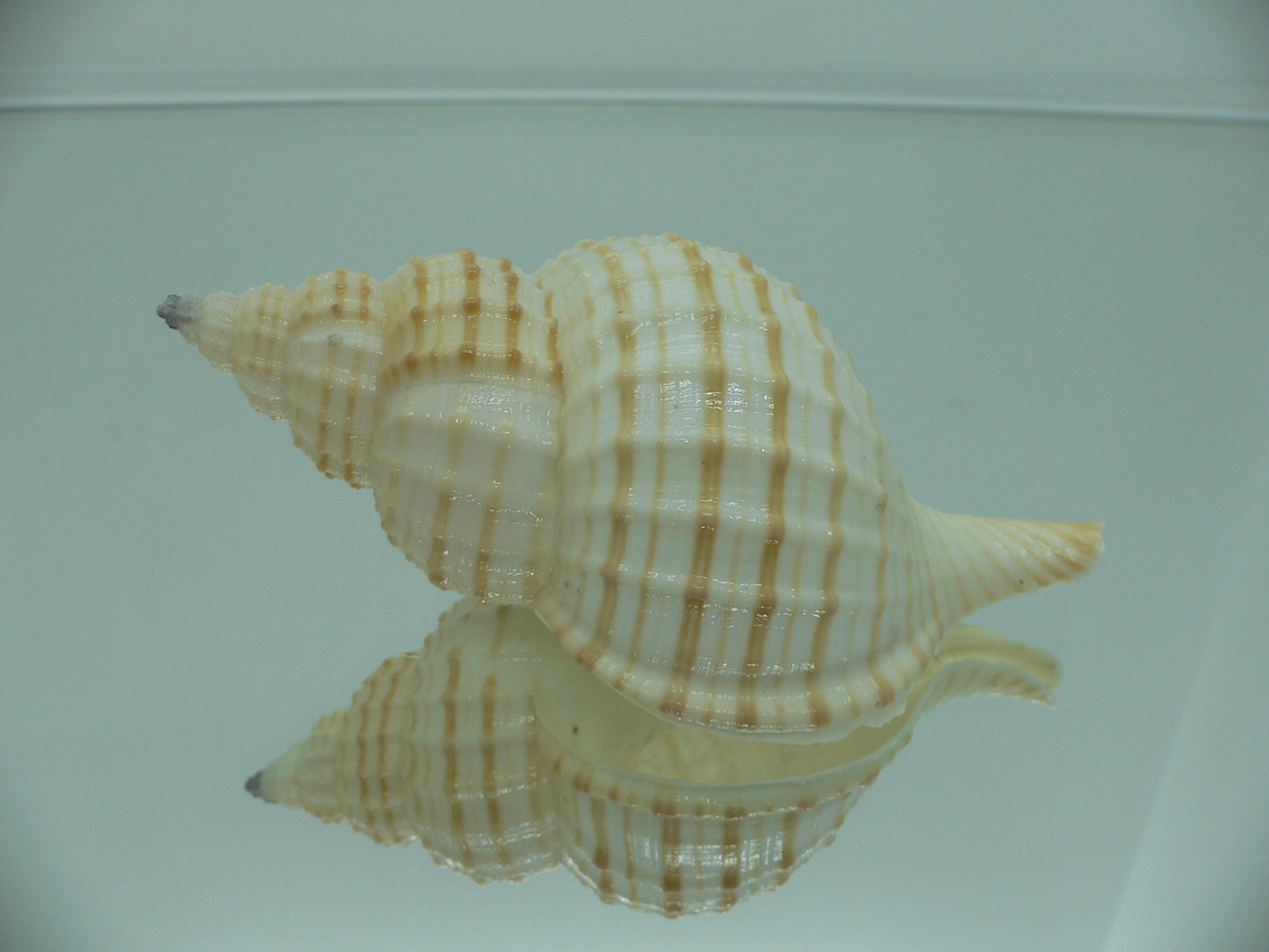 Fusitriton galea GOOD SIZE & STRIPES