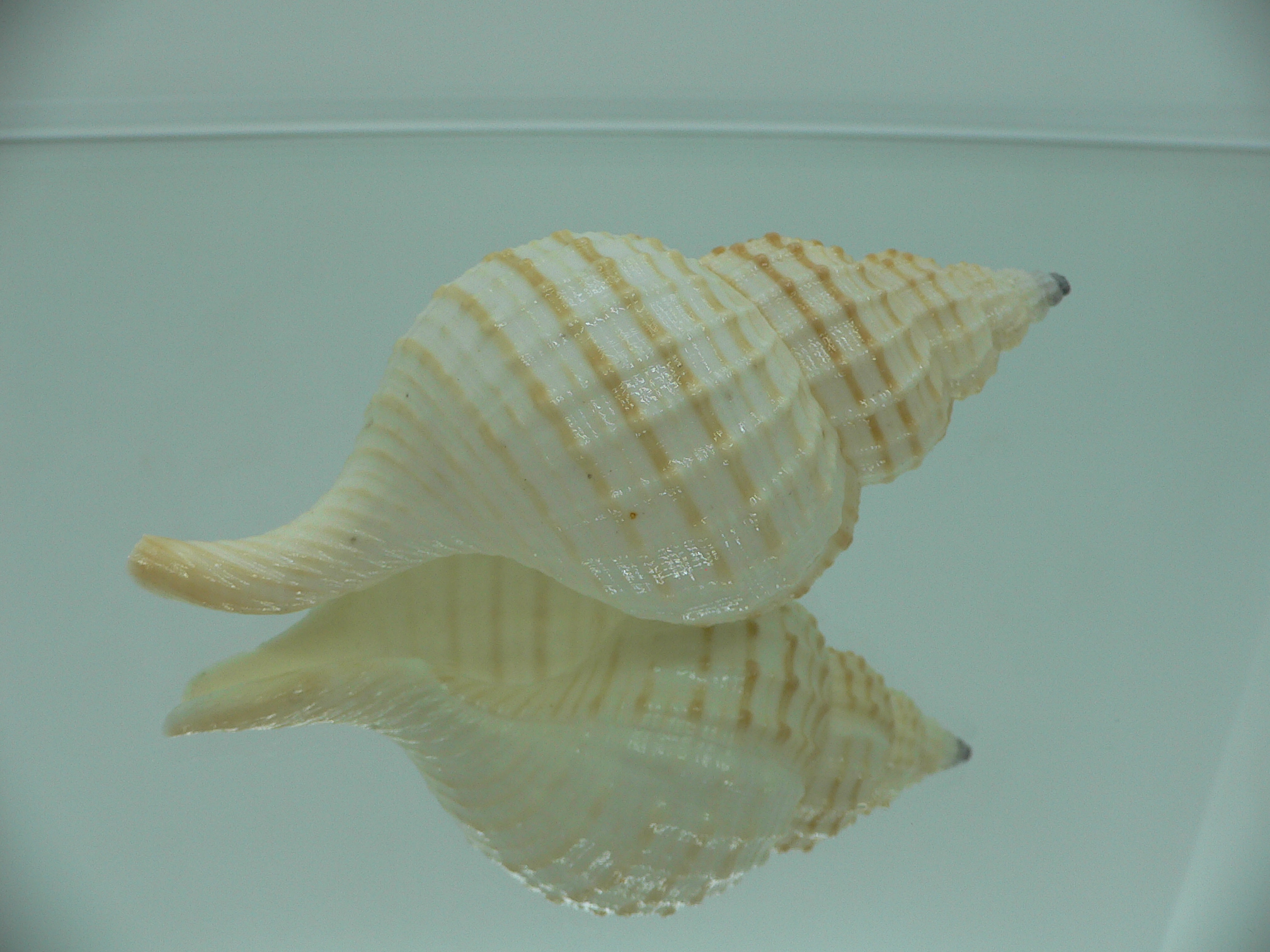 Fusitriton galea GOOD SIZE & STRIPES