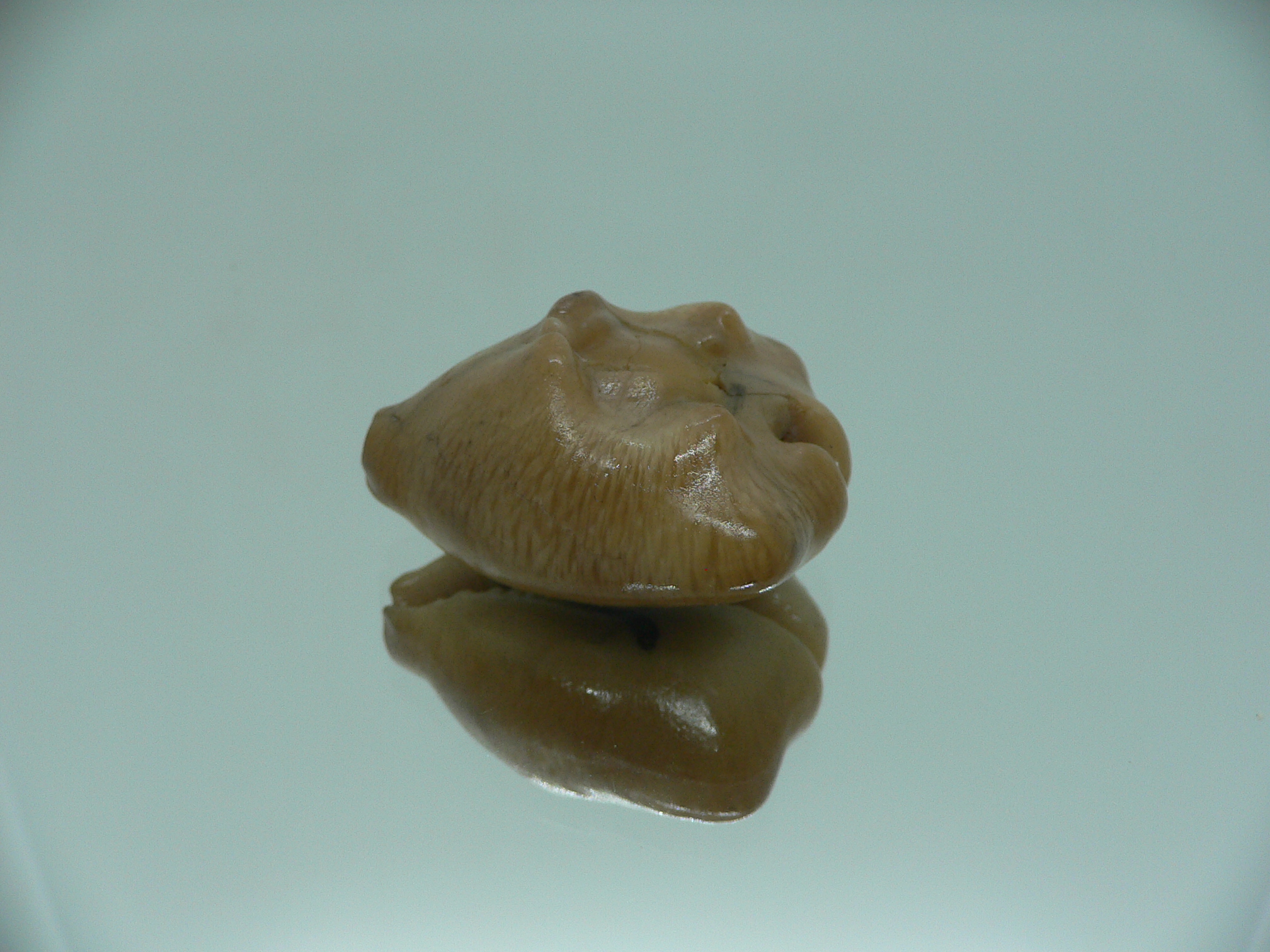 Barycypraea quadrinodosa