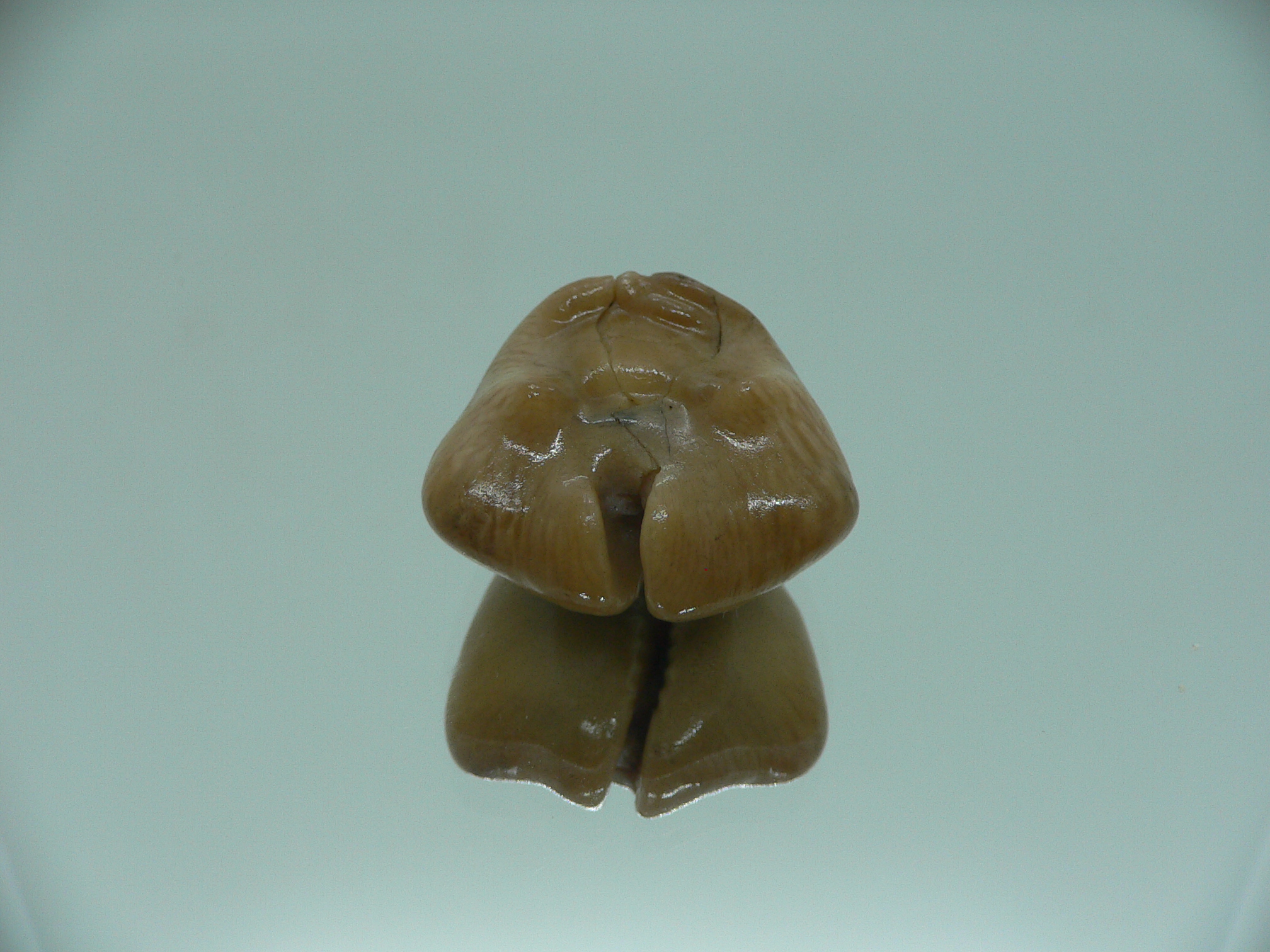 Barycypraea quadrinodosa