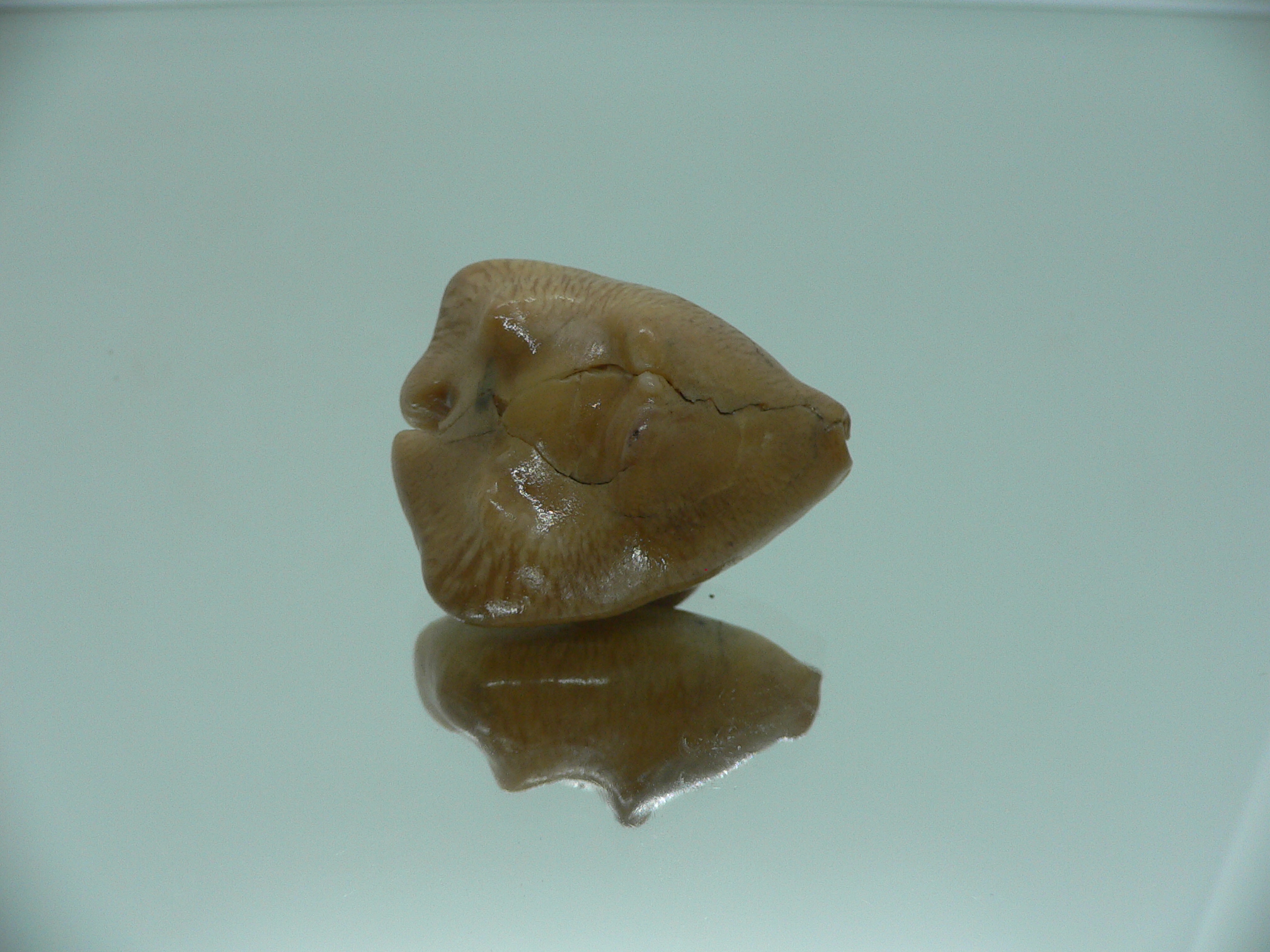 Barycypraea quadrinodosa