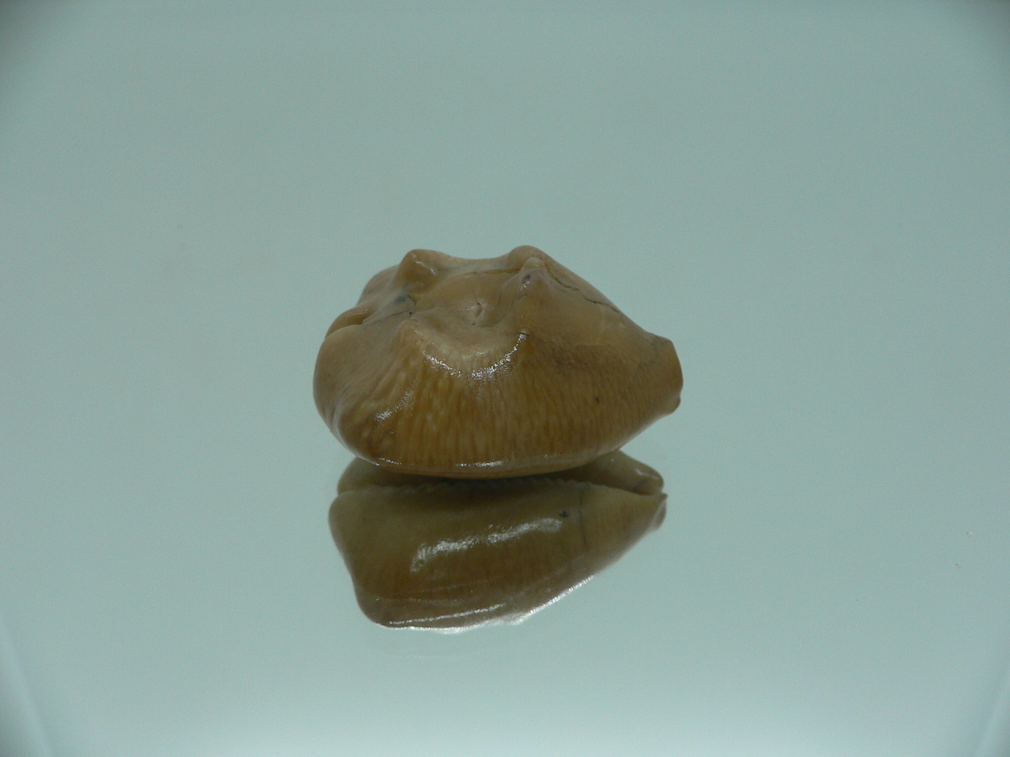 Barycypraea quadrinodosa