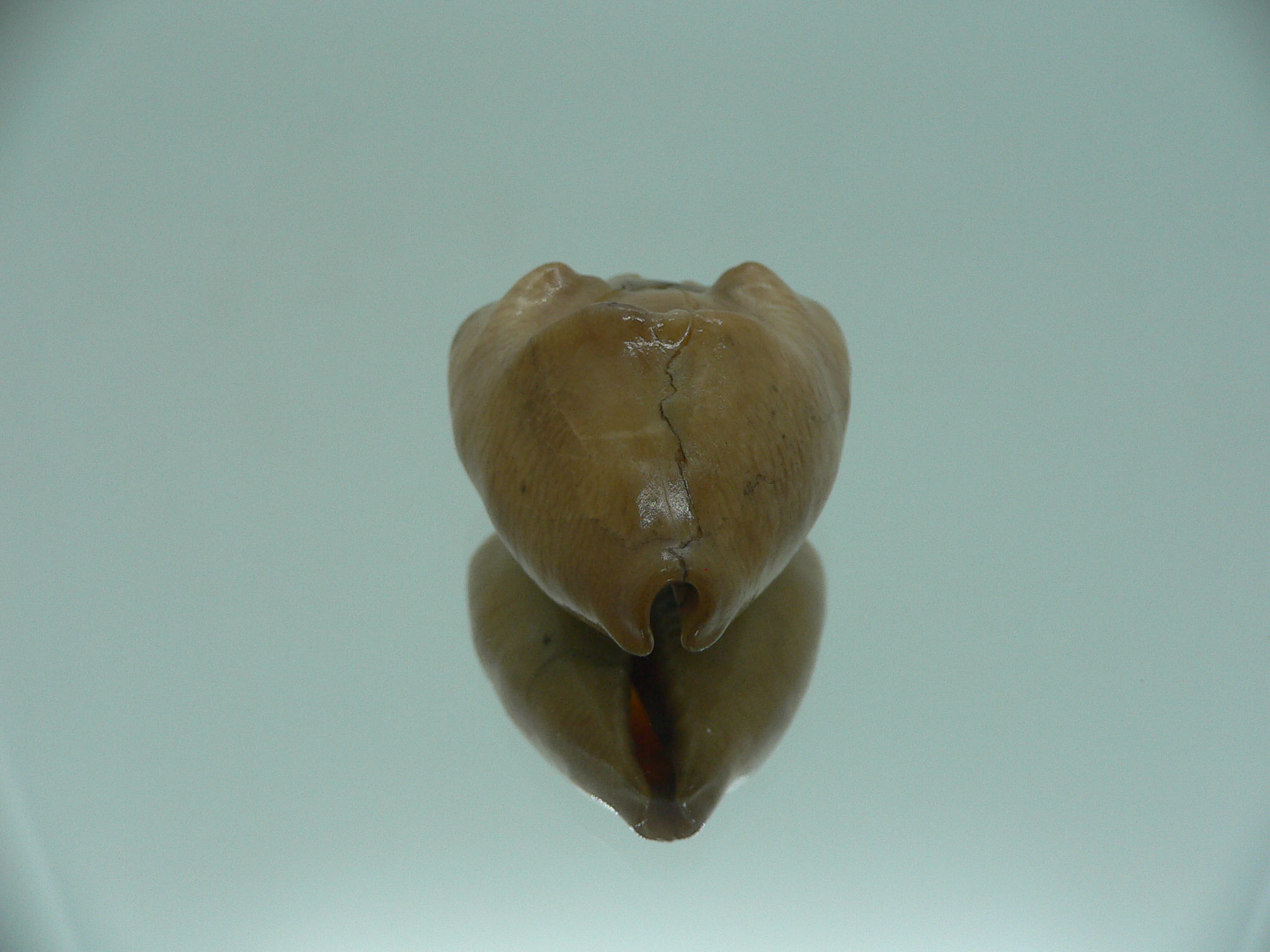 Barycypraea quadrinodosa