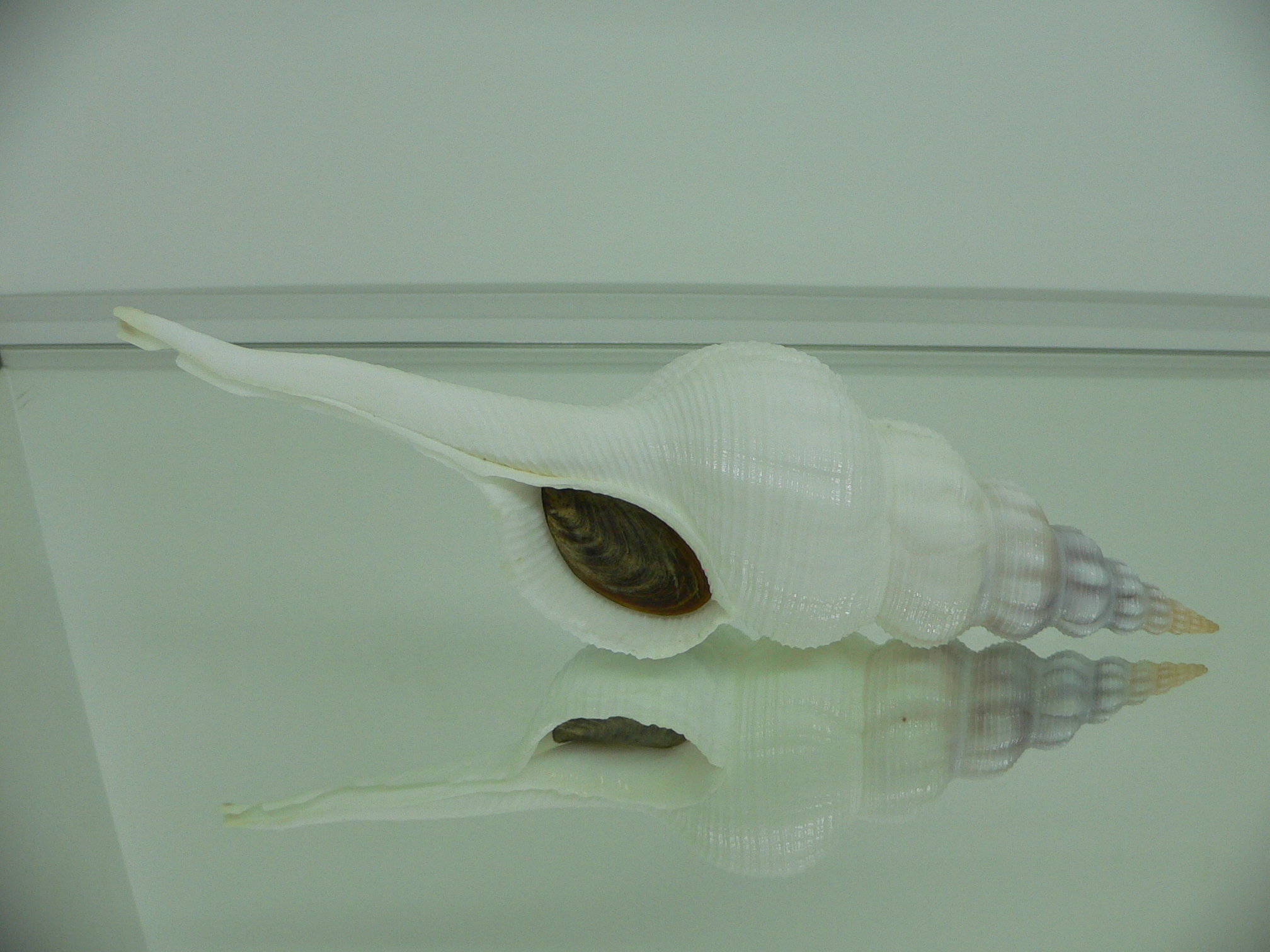 Fusinus marisinicus BIG & CROWN