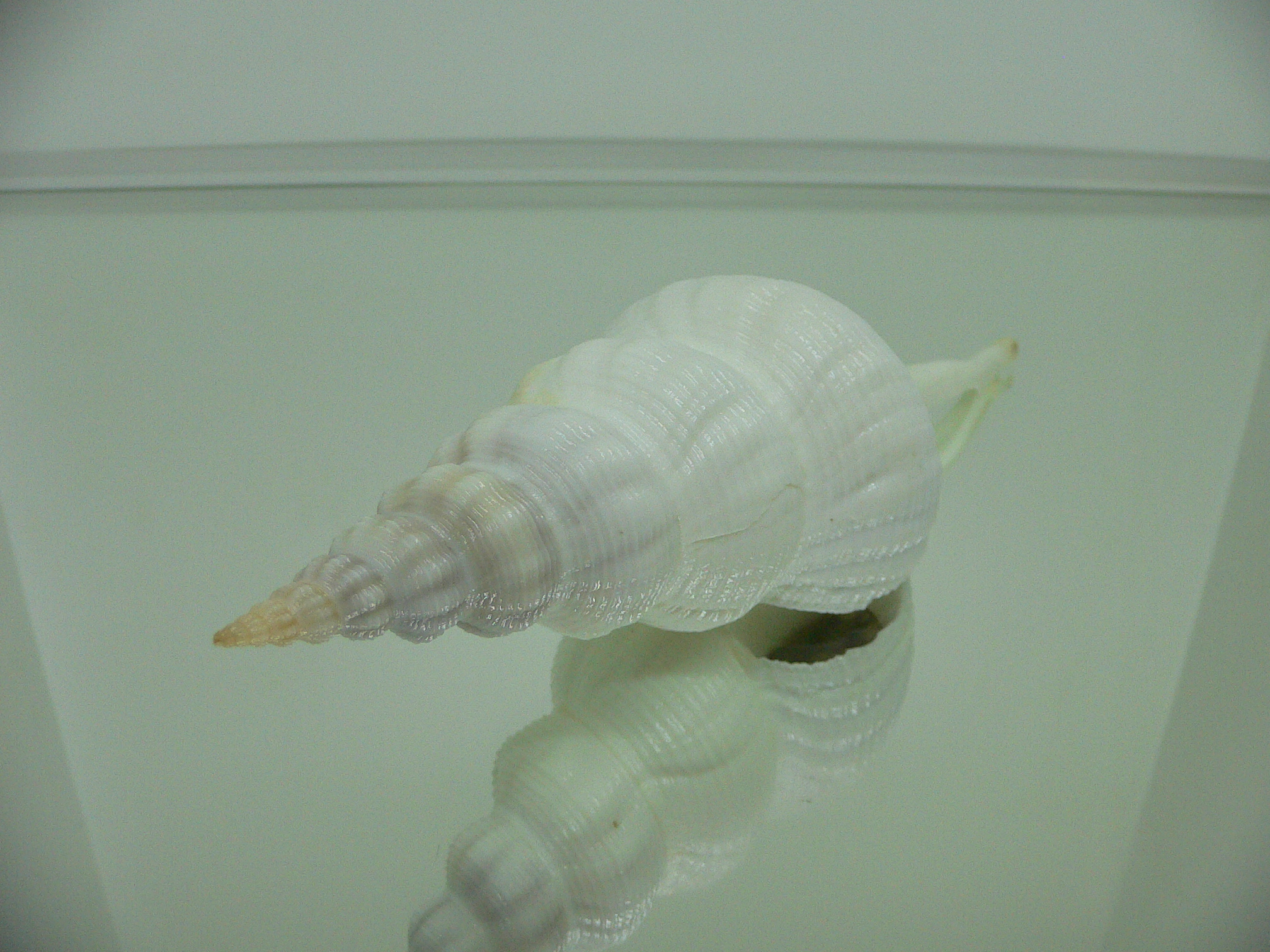 Fusinus marisinicus BIG & CROWN