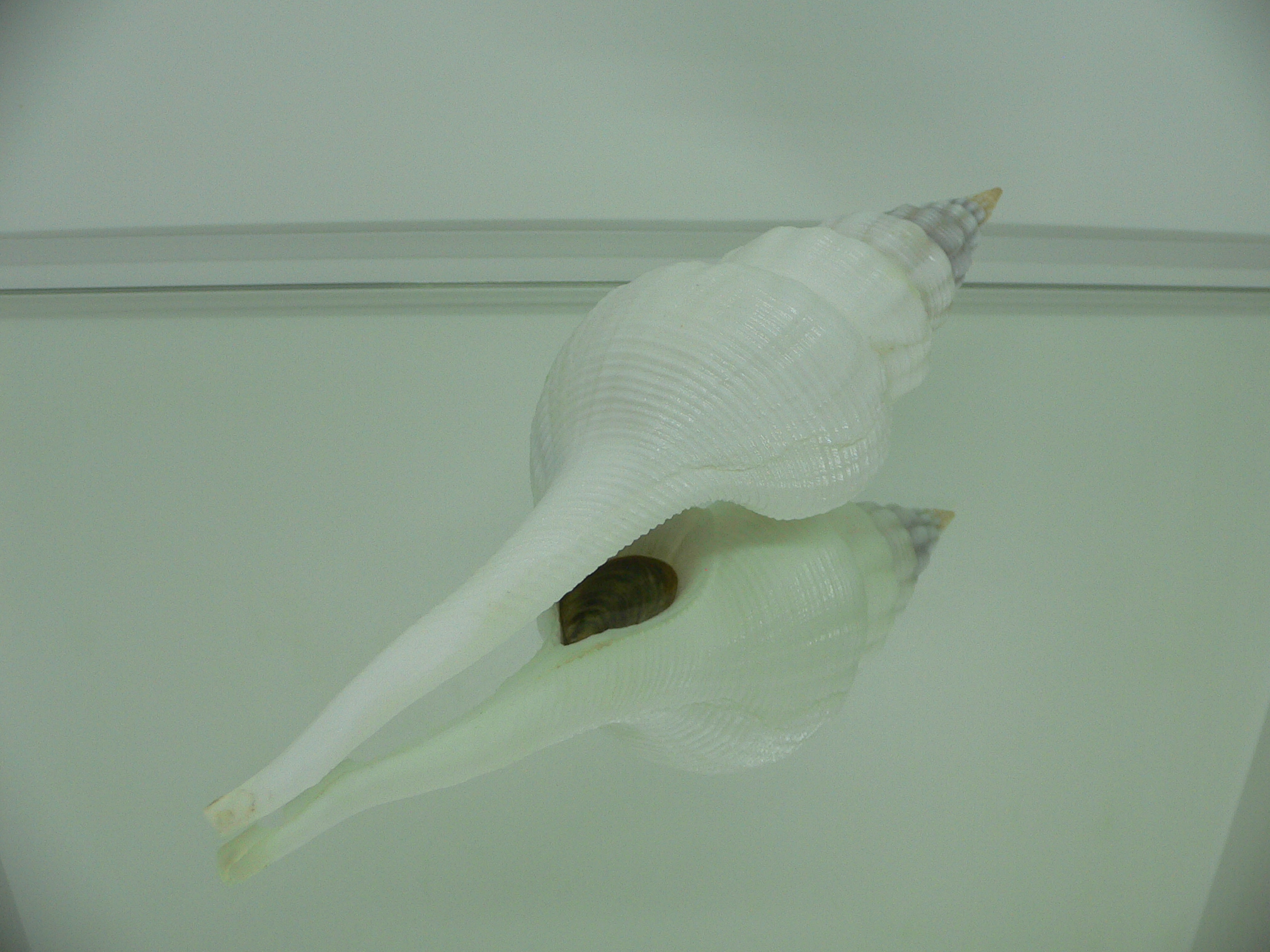 Fusinus marisinicus BIG & CROWN
