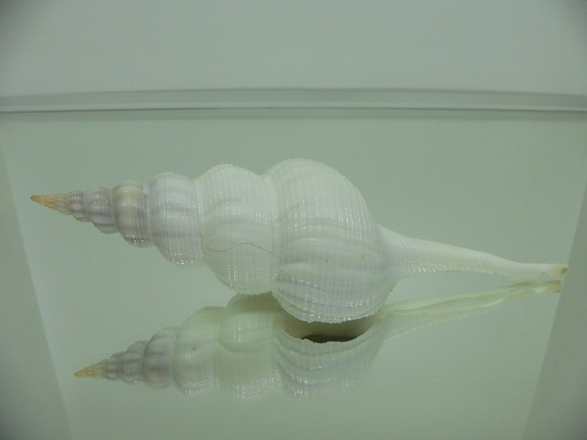 Fusinus marisinicus BIG & CROWN