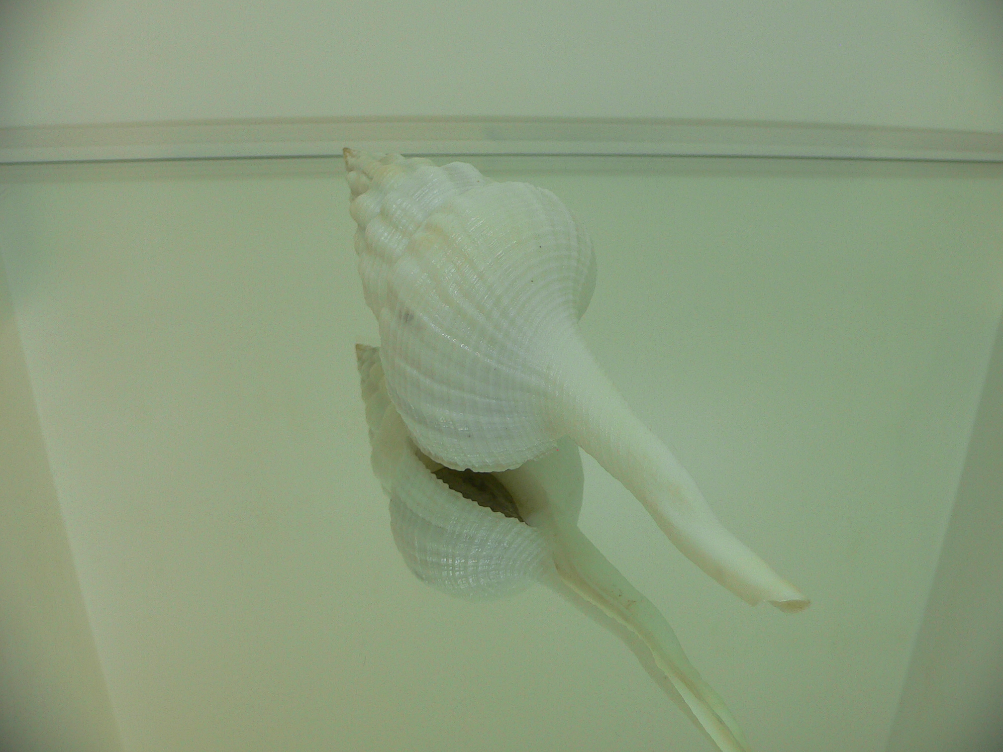 Fusinus marisinicus BIG & CROWN