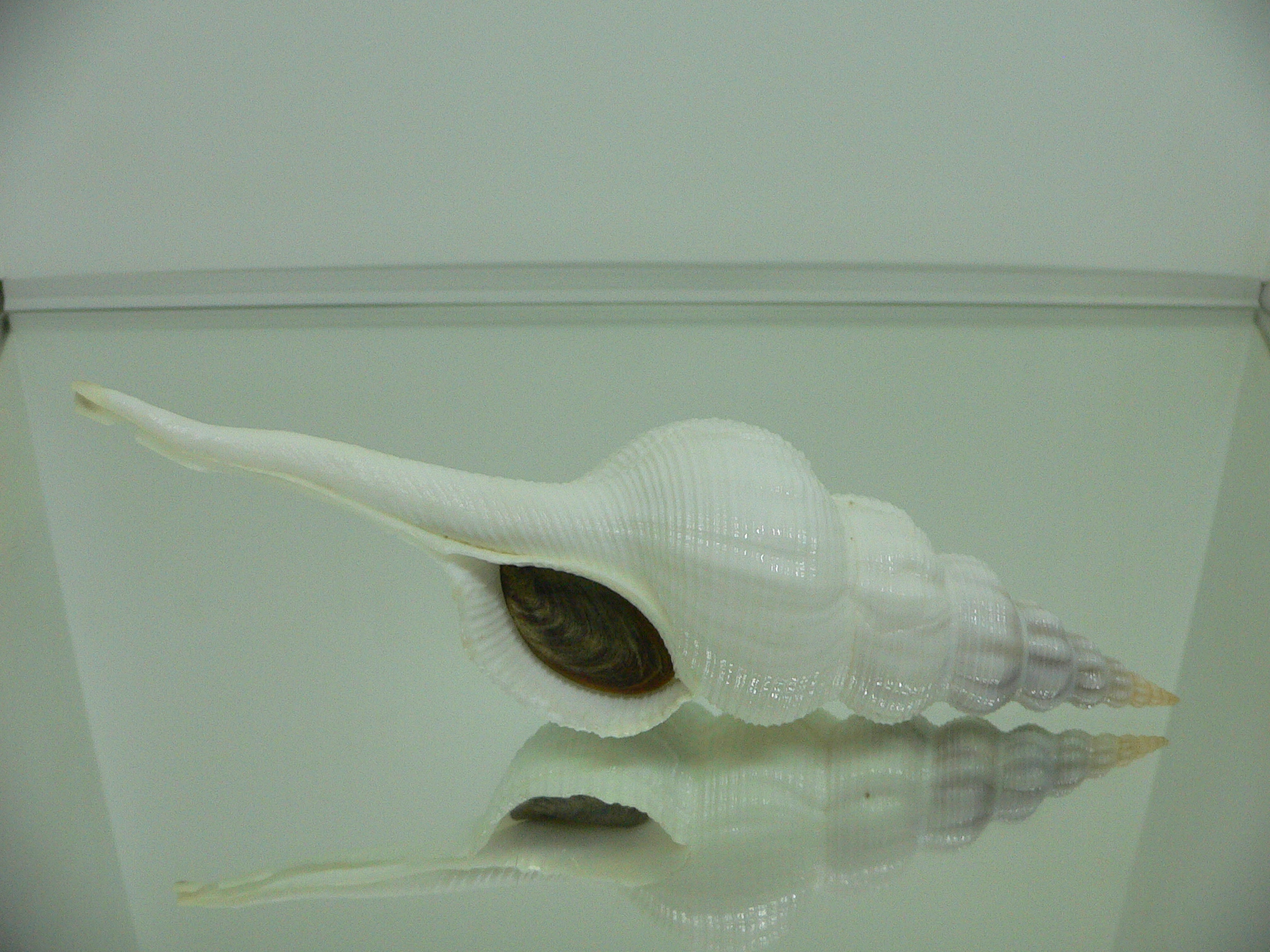 Fusinus marisinicus BIG & CROWN