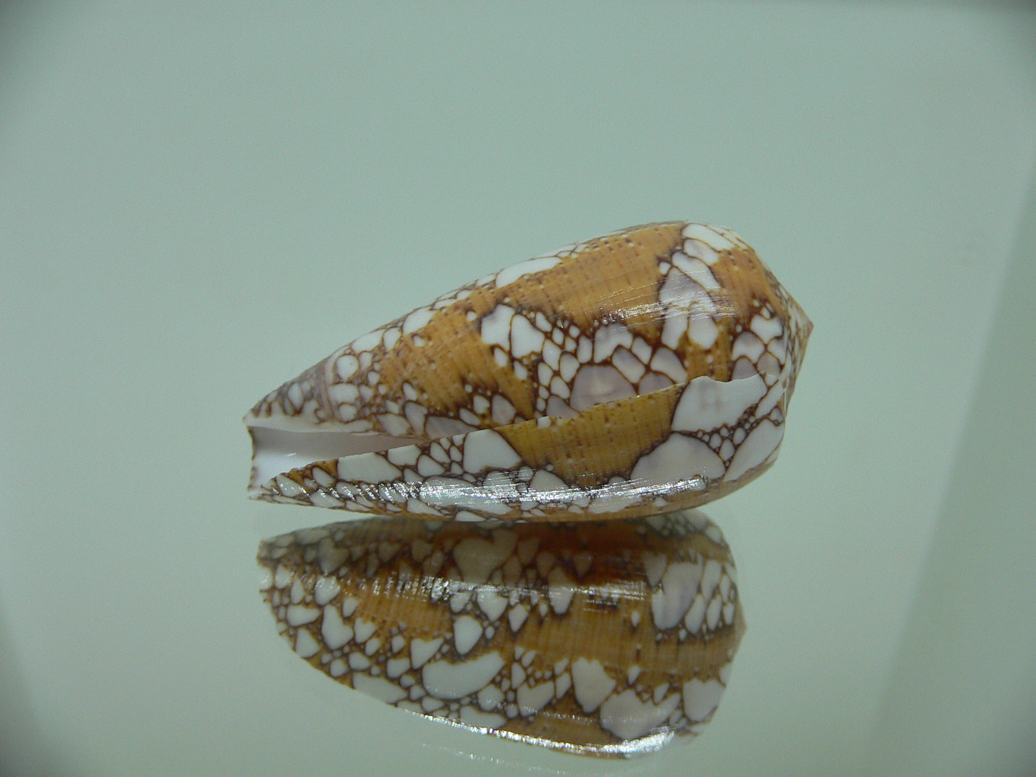 Conus behelokensis PATTERN