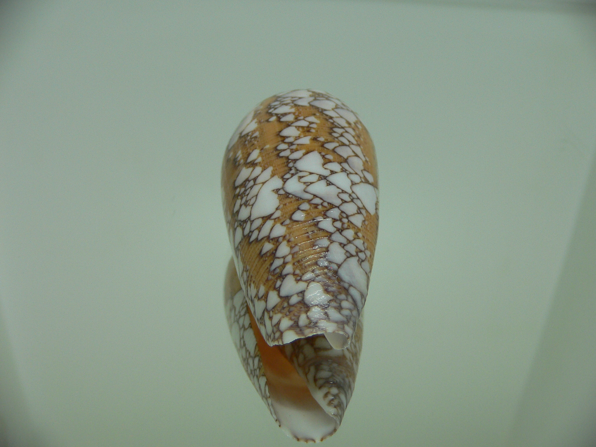 Conus behelokensis PATTERN
