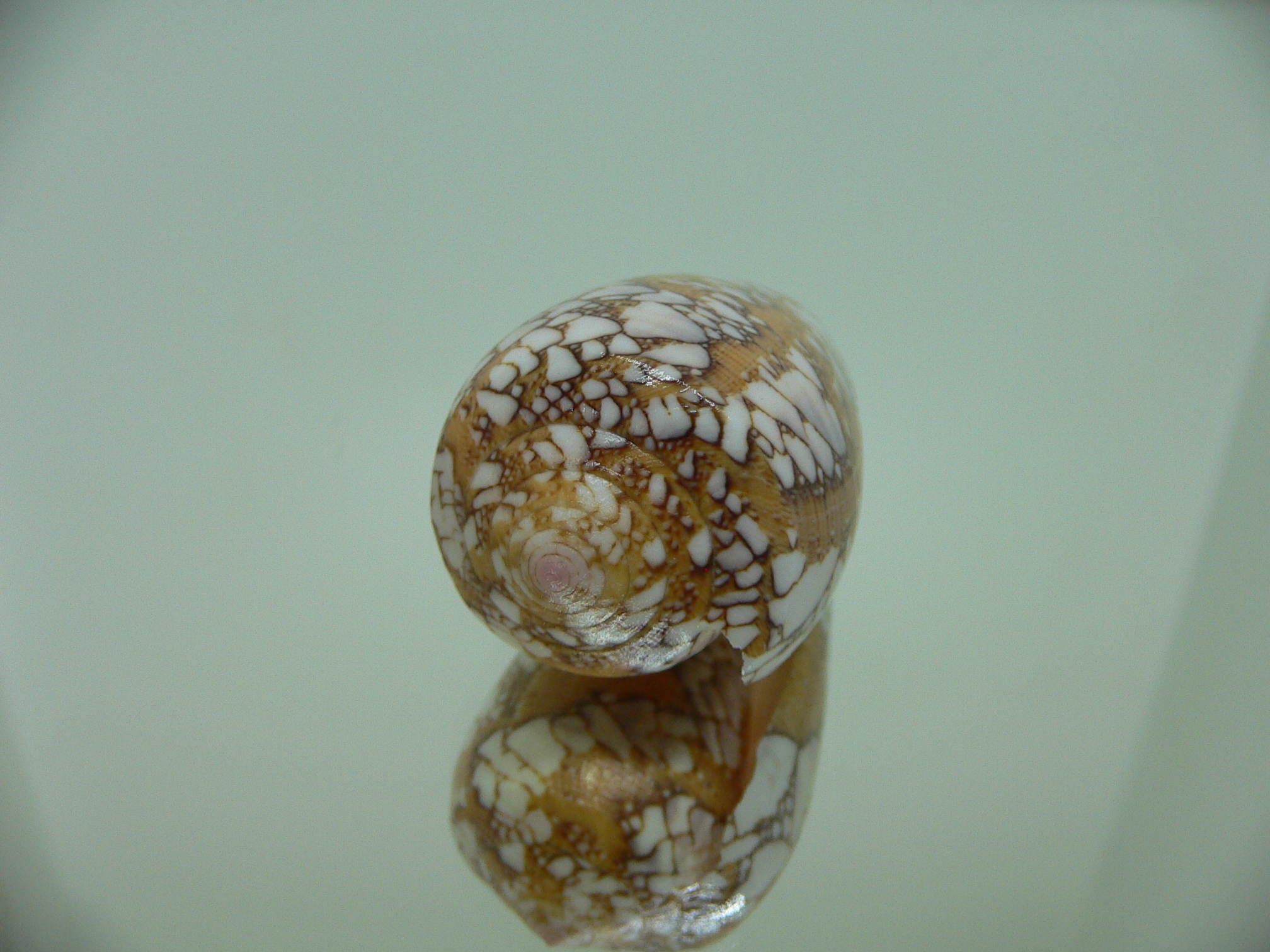 Conus behelokensis PATTERN