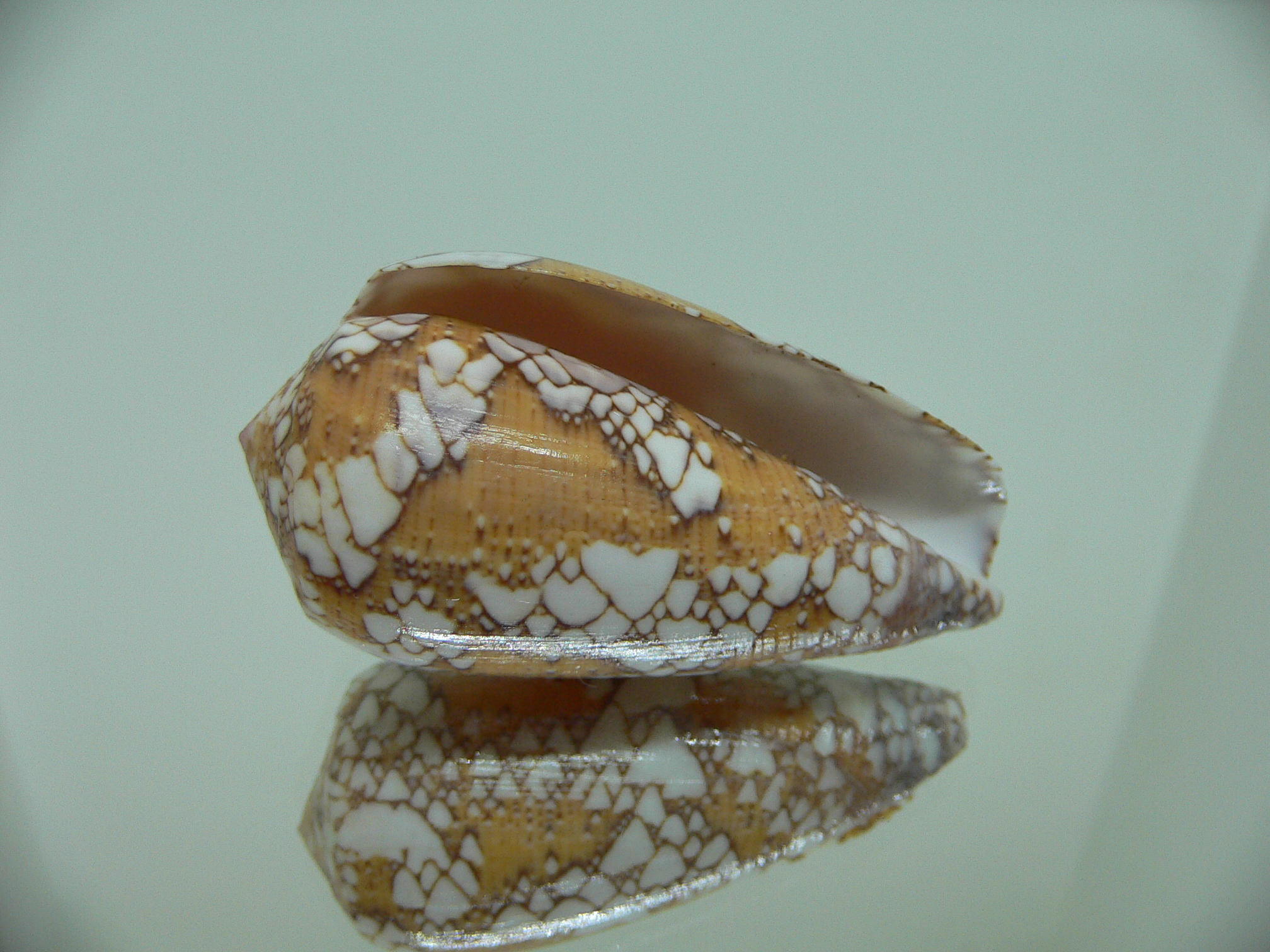 Conus behelokensis PATTERN