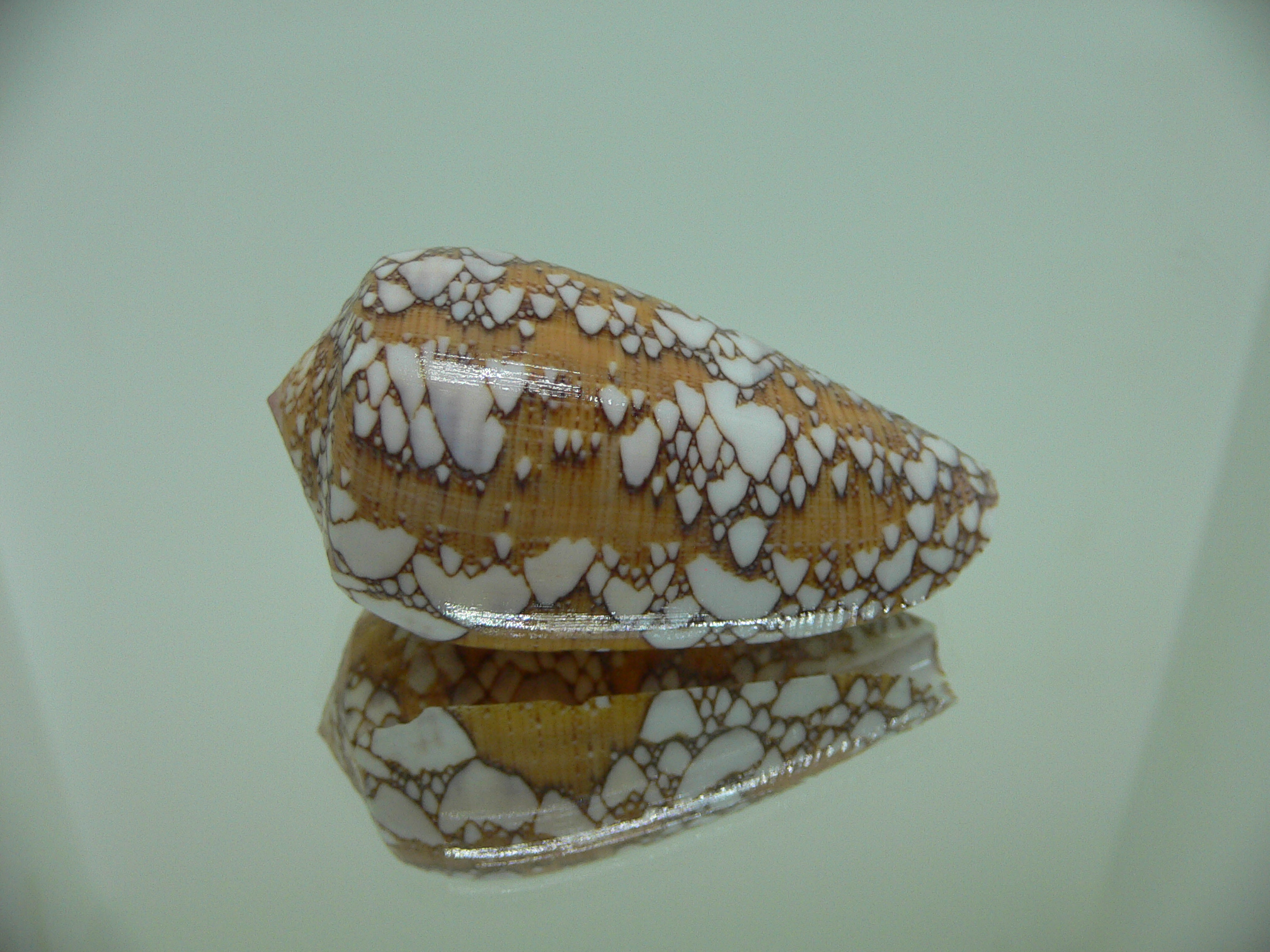 Conus behelokensis PATTERN