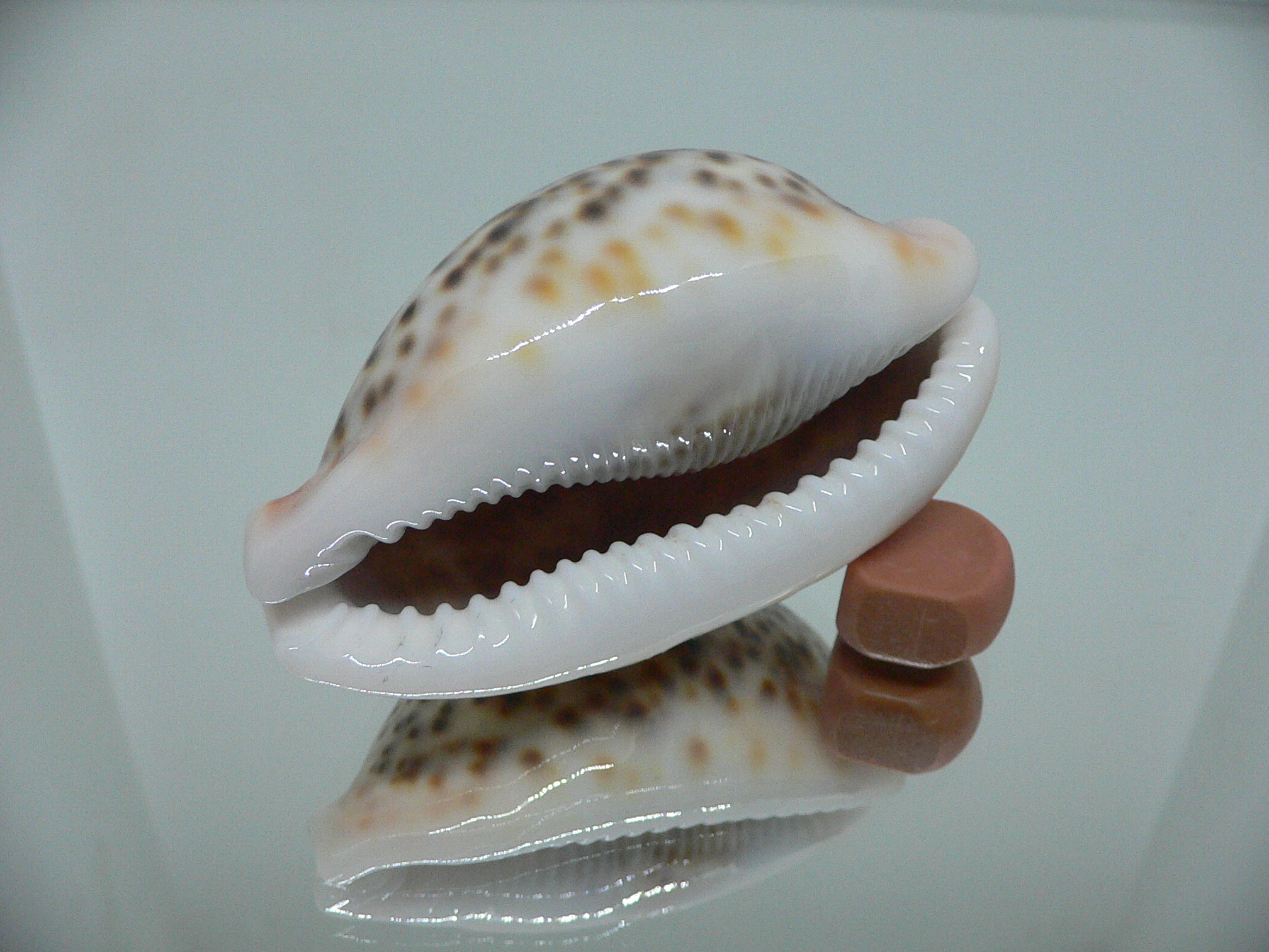 Cypraea pantherina f. syringa  ARISTOCRAT & ROSTRATE