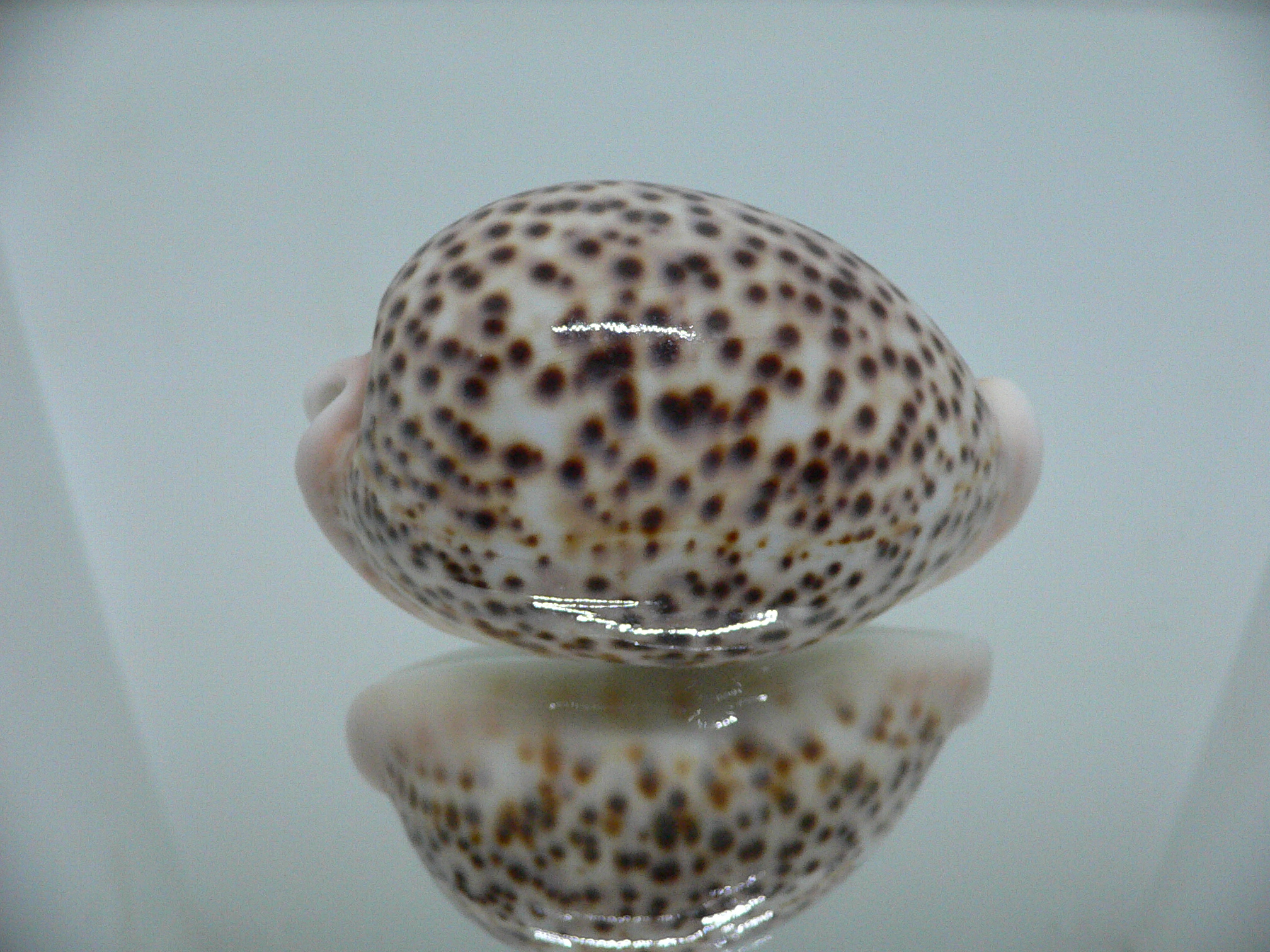 Cypraea pantherina f. syringa  ARISTOCRAT & ROSTRATE