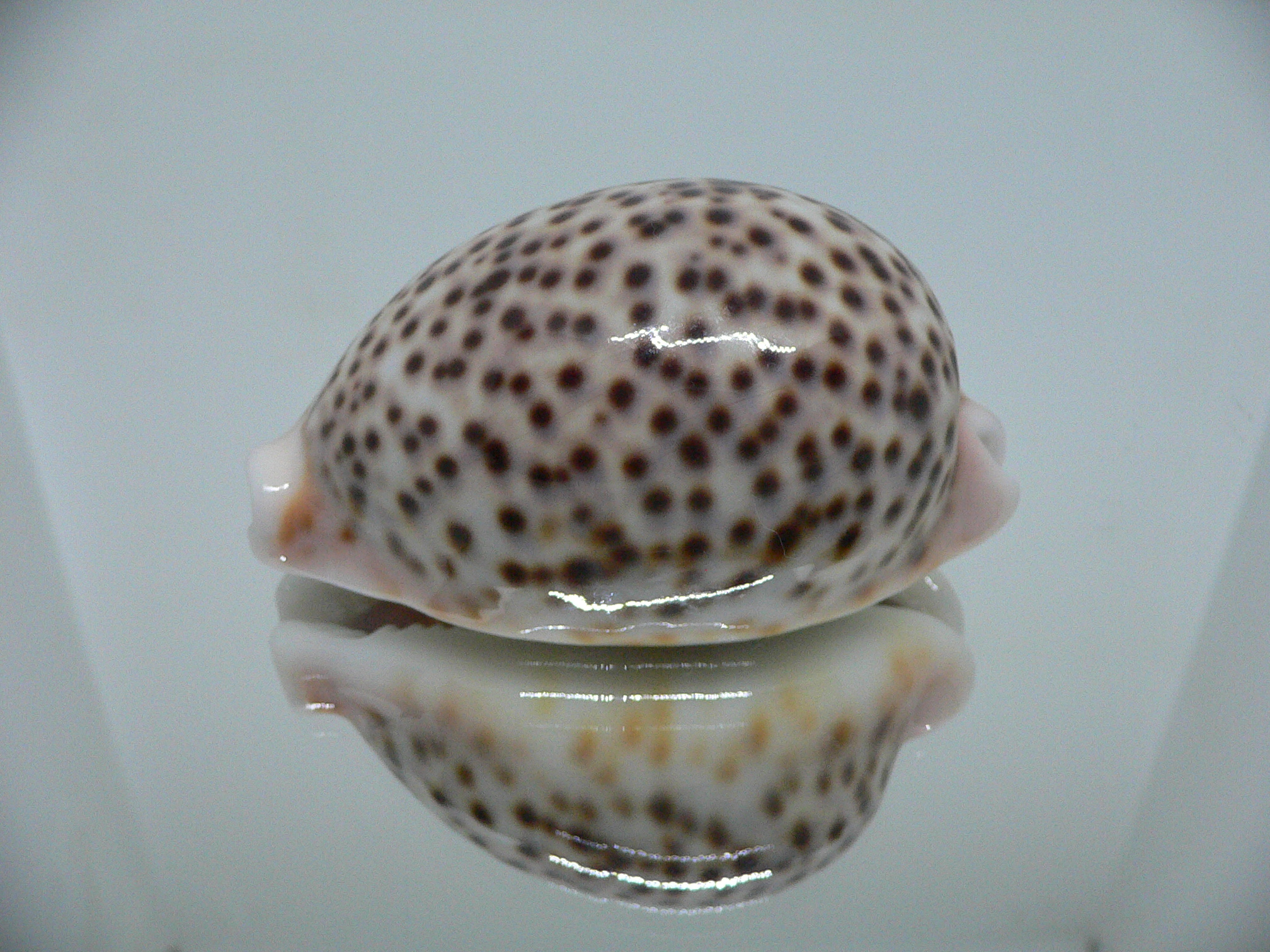 Cypraea pantherina f. syringa  ARISTOCRAT & ROSTRATE