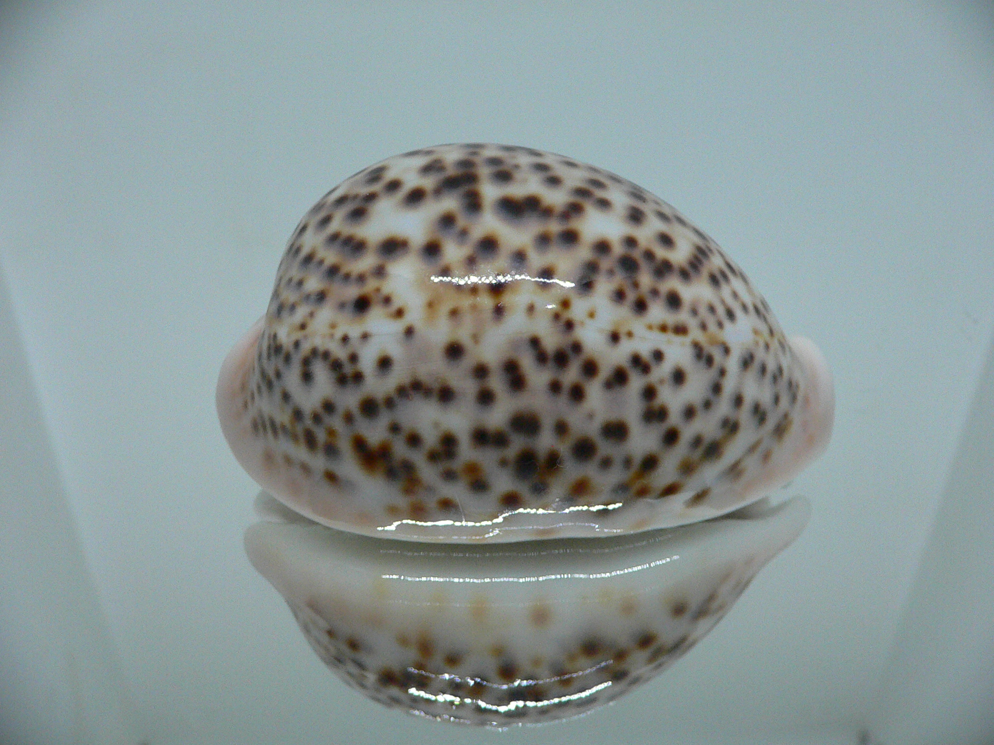 Cypraea pantherina f. syringa  ARISTOCRAT & ROSTRATE