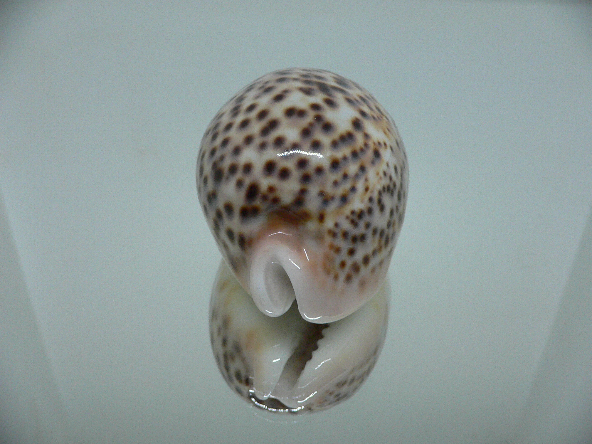 Cypraea pantherina f. syringa  ARISTOCRAT & ROSTRATE