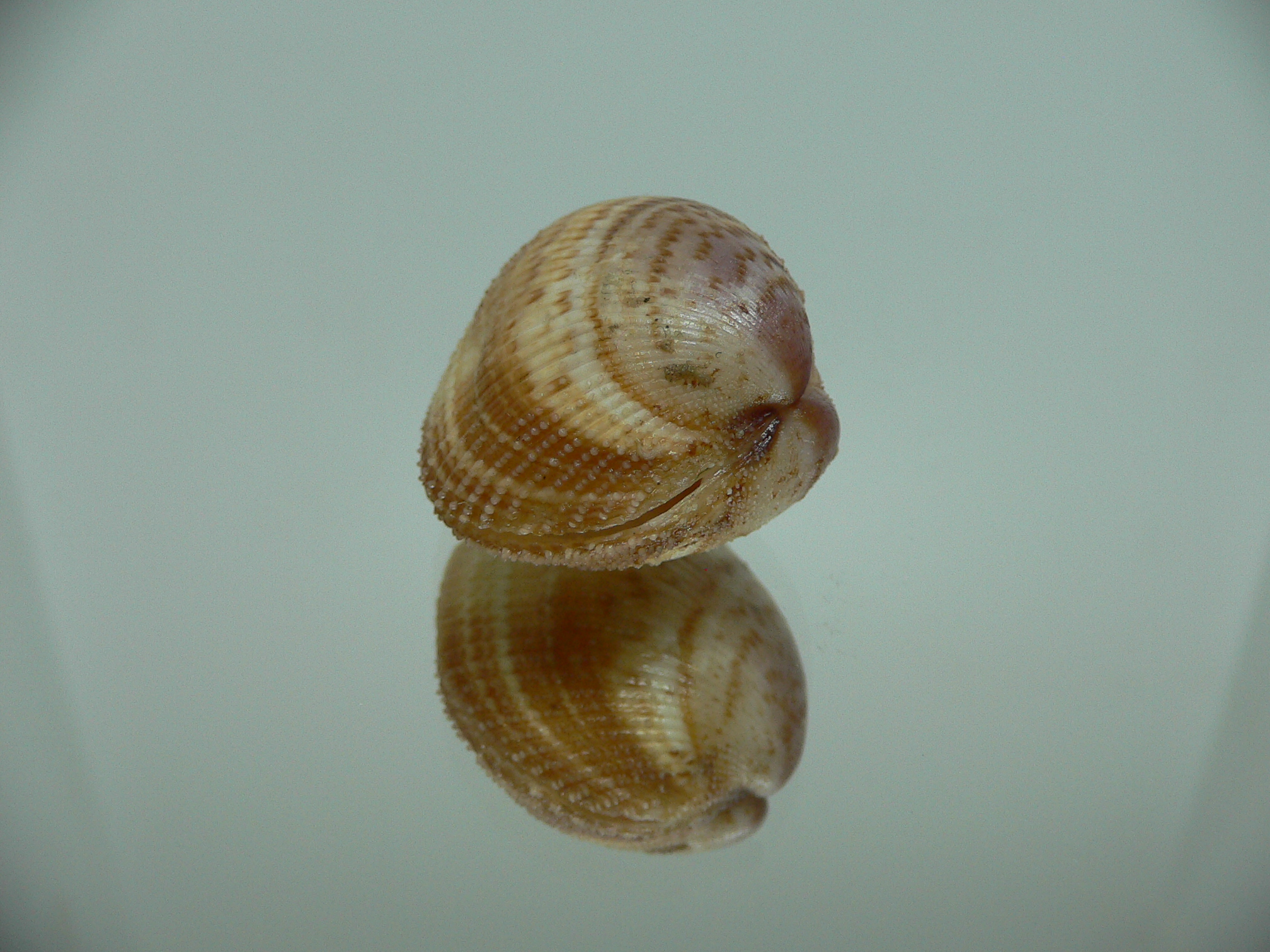 Maoricardium pseudolatum SUPER DARK COLORS